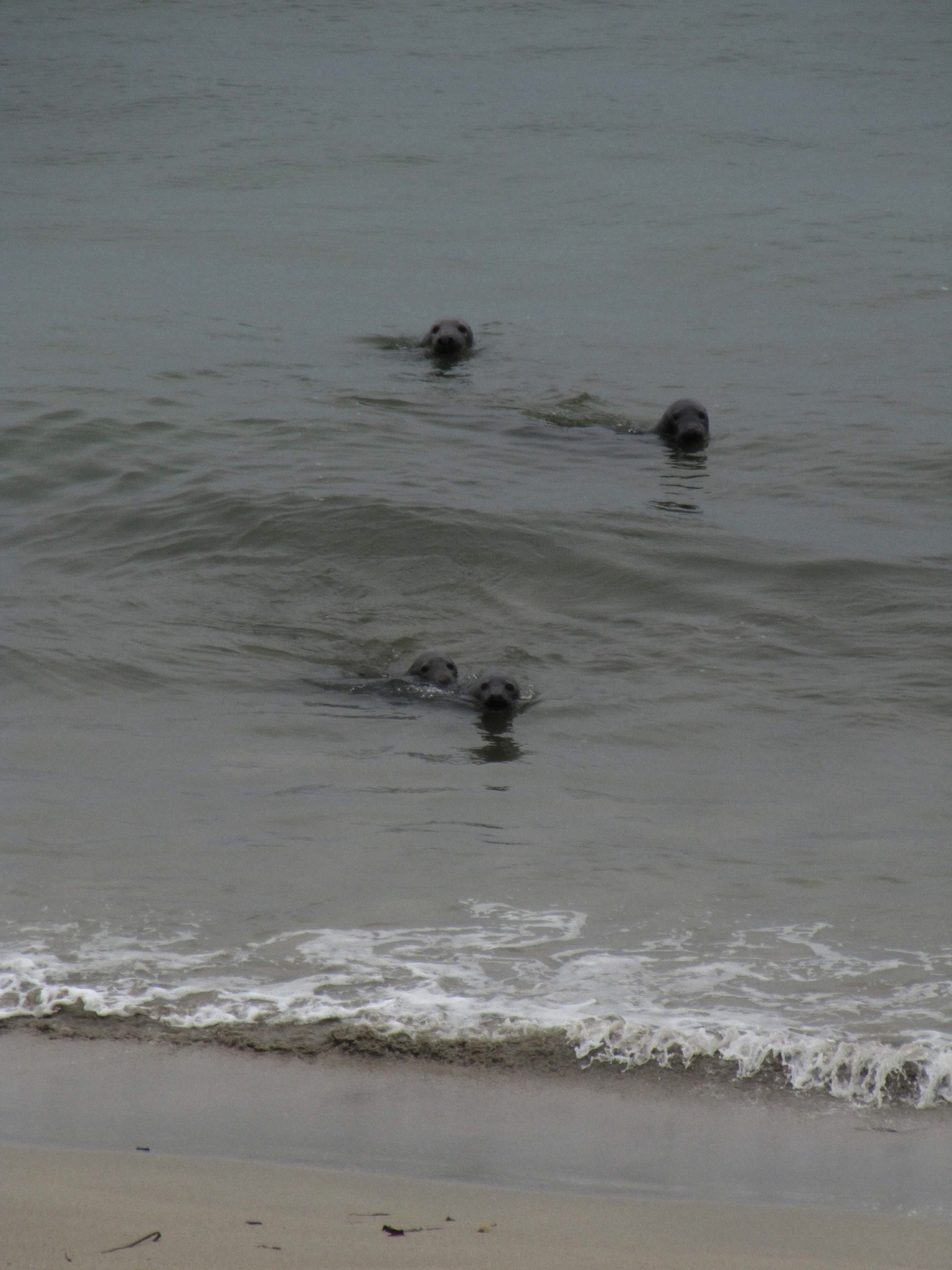 Selkie Song - by Alexander M Crow - The Crow's Nest