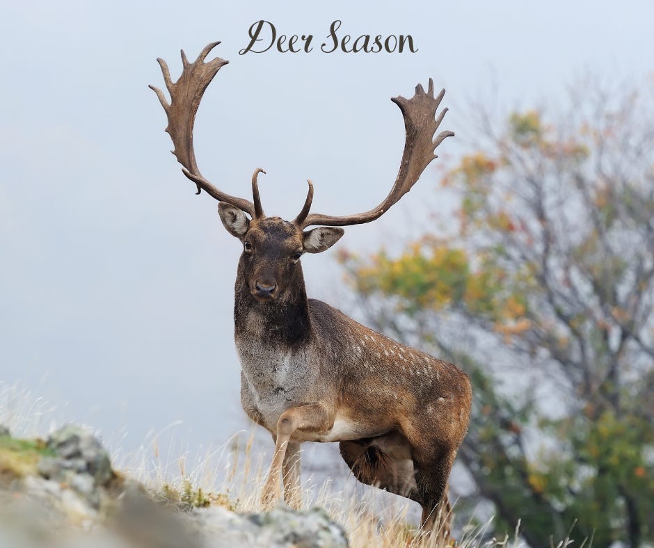 Deer Season - by Petra Hamilton - Life's Whole Wealth