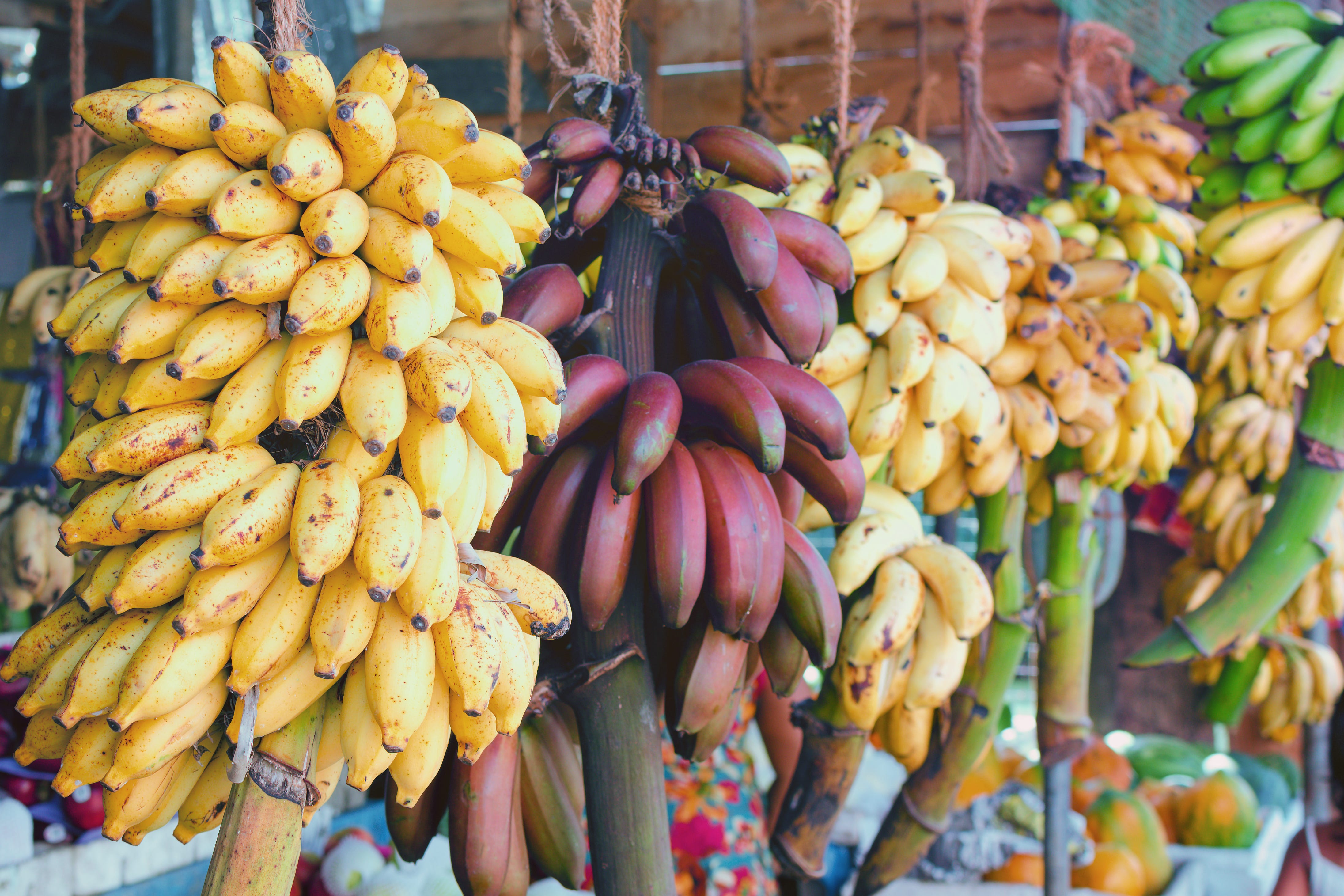 All About Bananas By Katherine Spiers Smart Mouth all-about-bananas-by-katherine-spiers-smart-mouth