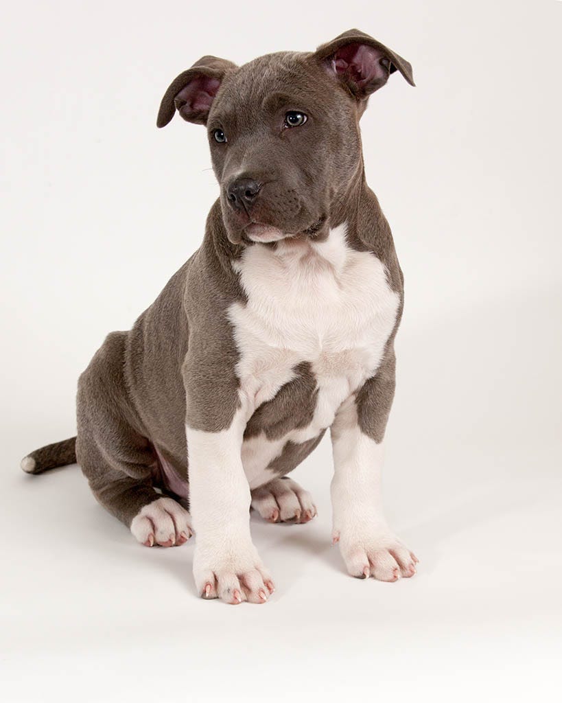 Pit outlet bull bobs