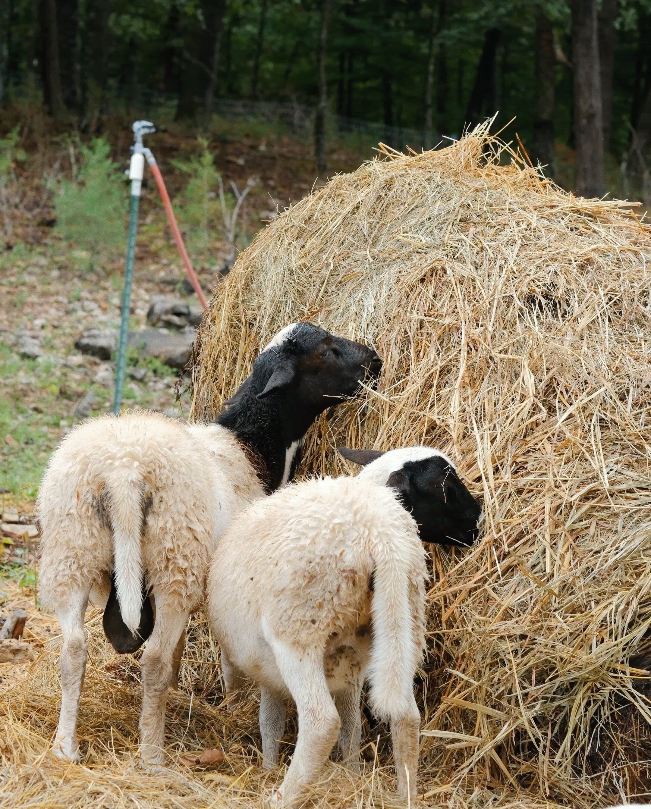 First Sheep Our First Sheep Harvest - by Joel & Christine Williams