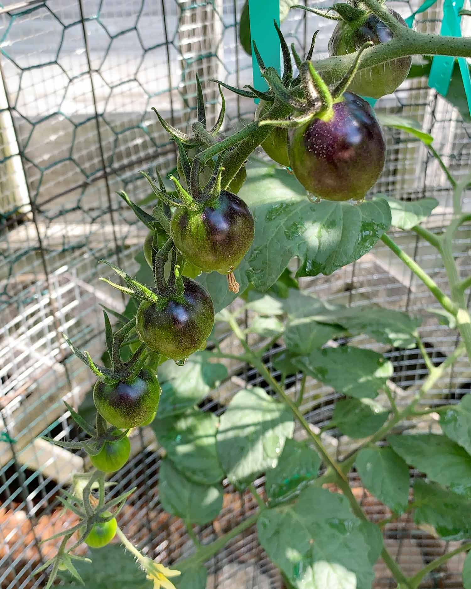 Tomato watch sprouted garden digest