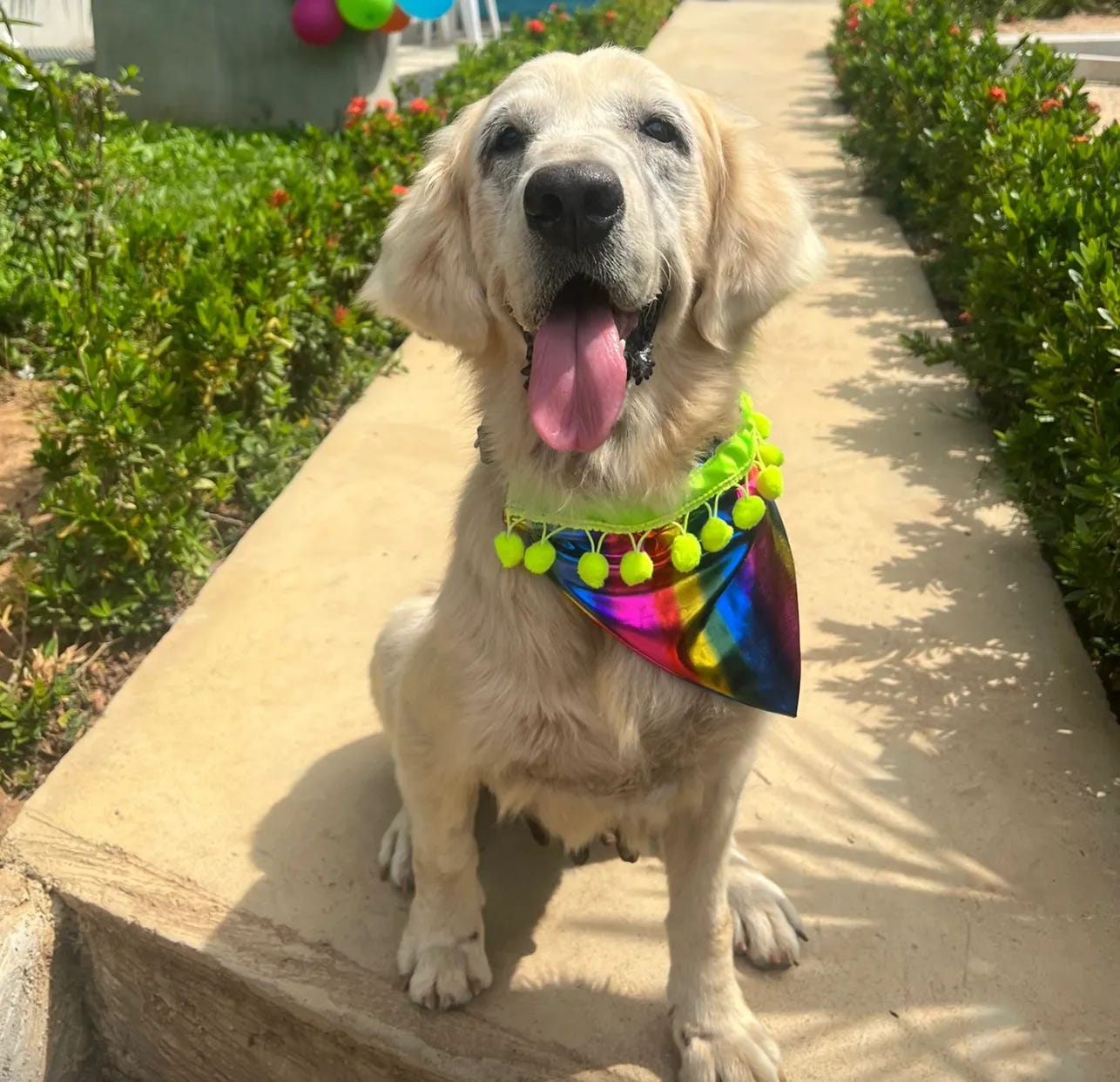 Dog lovers deals near me