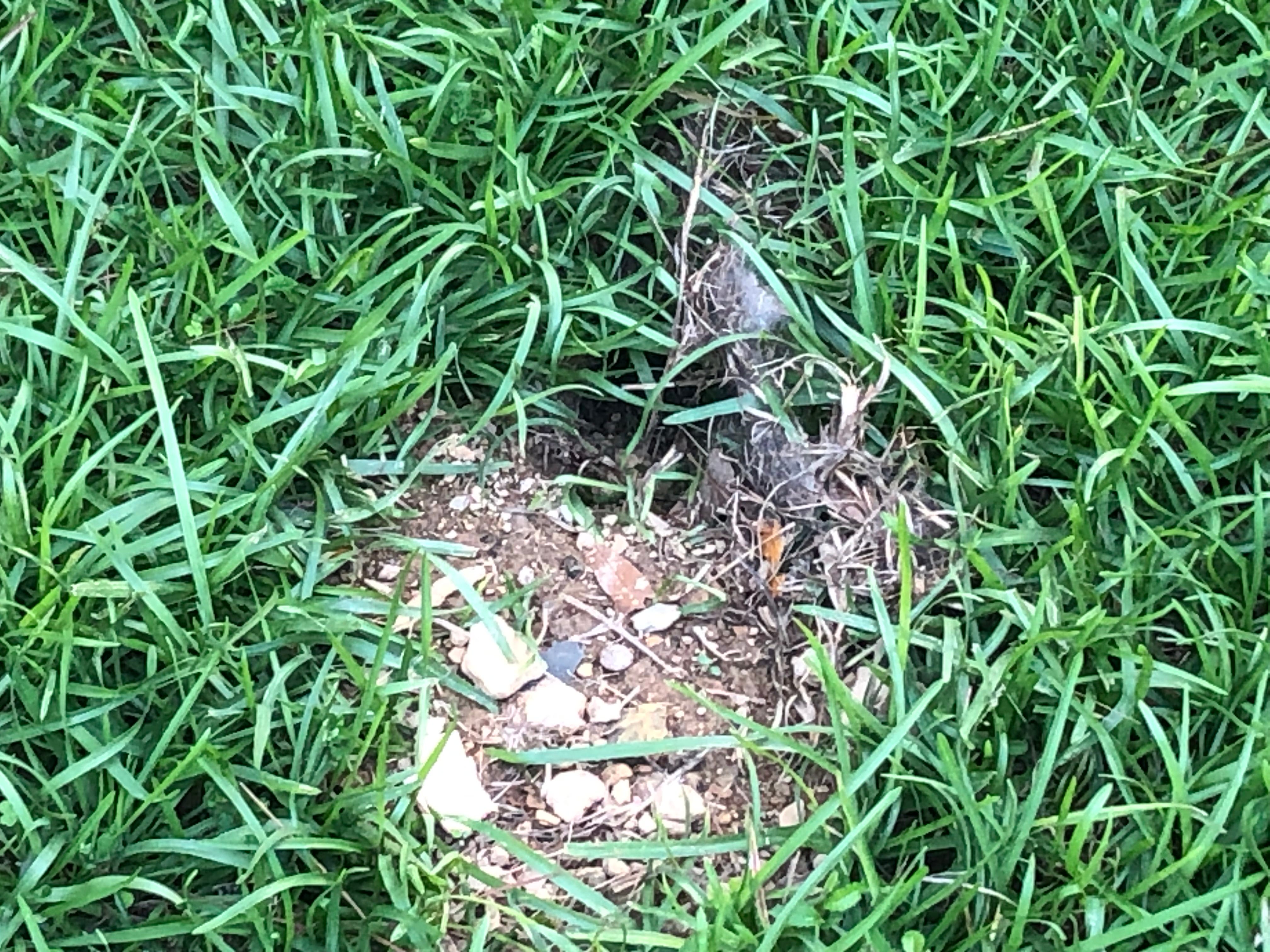 Rabbit, rabbit - by Jeremy Peppas - Arkansas Newsroom