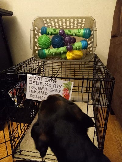 Dog tears up sales bed in crate