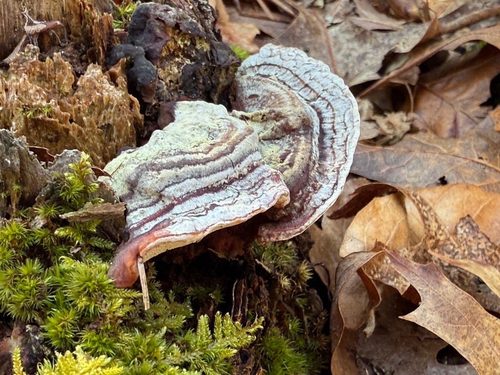 Mushroom Monday - by Aubrey Carter - Mushroom Monday