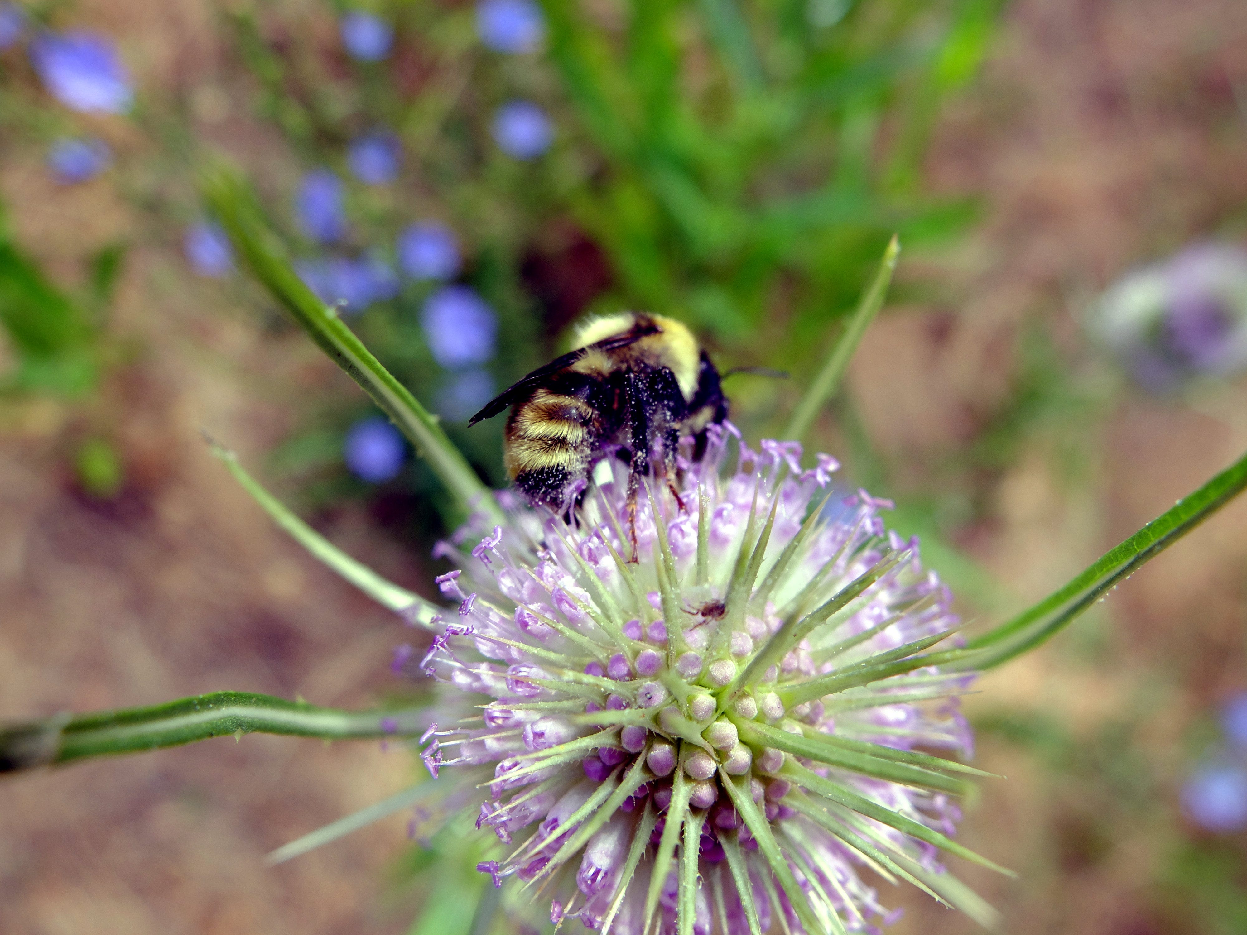 The Key Role of Human Disturbance in the Establishment of Introduced Plants