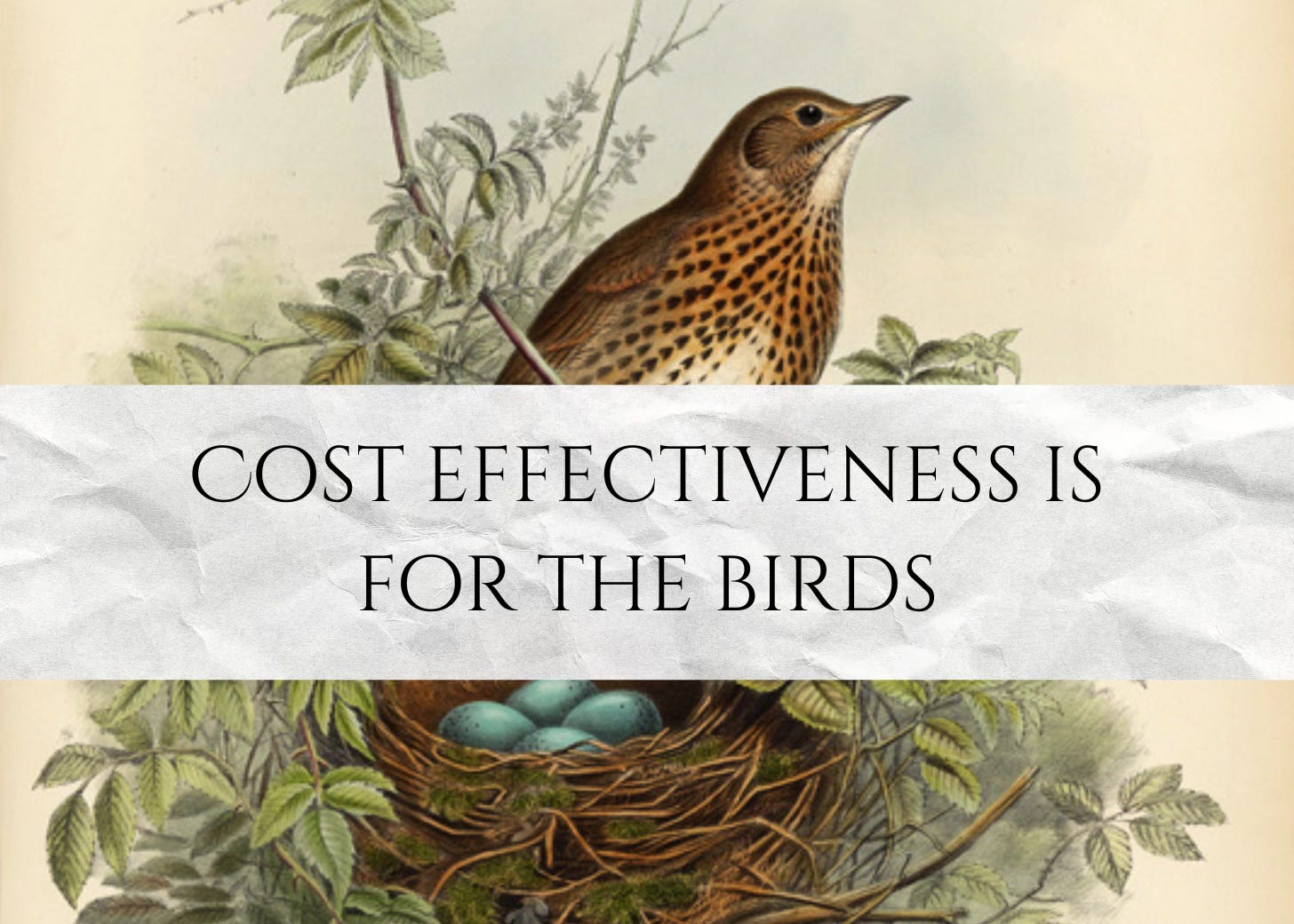 All birds cost top