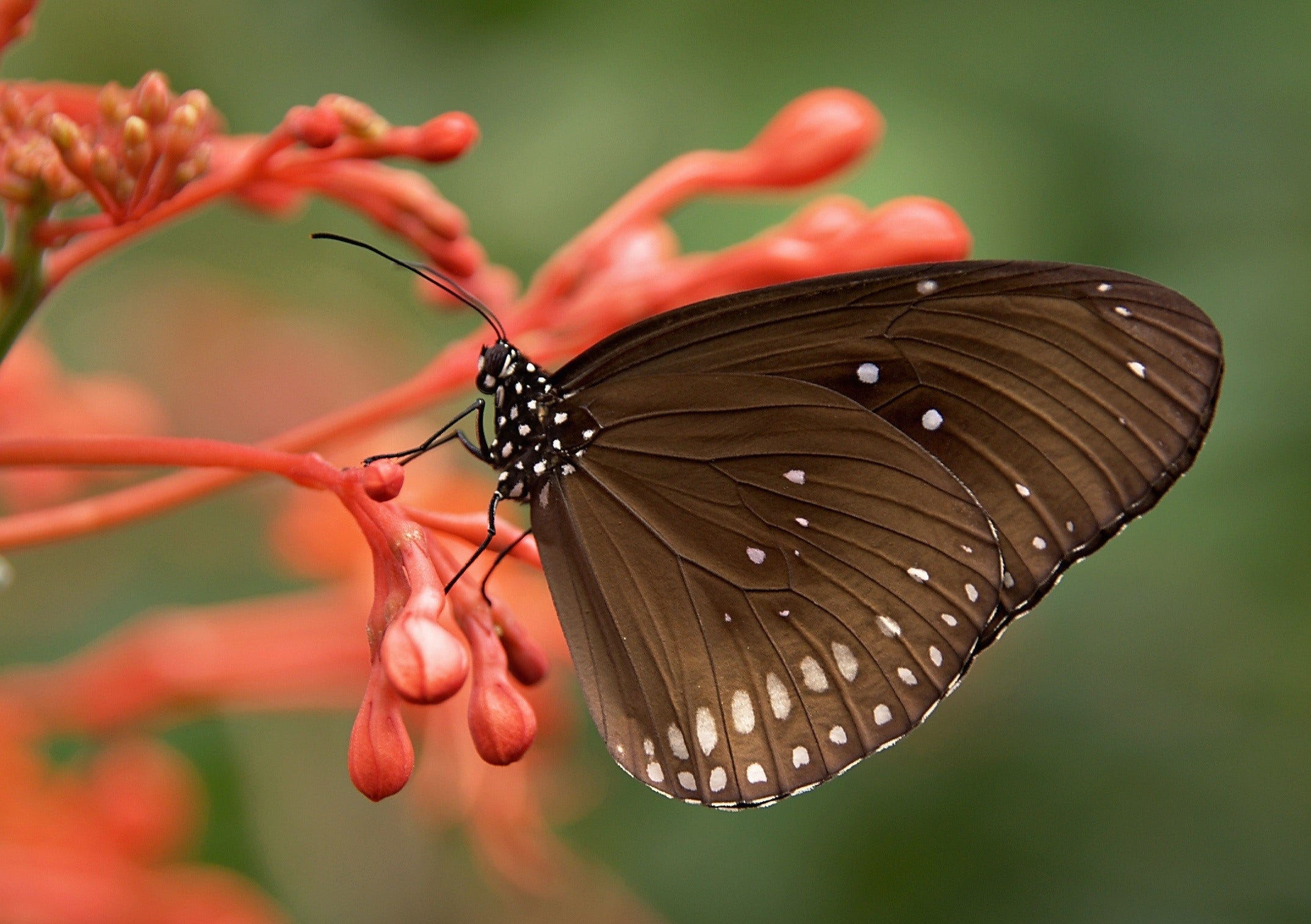The Fetching Butterflies Leak: Will They Get Away With It? - ndtpbqi