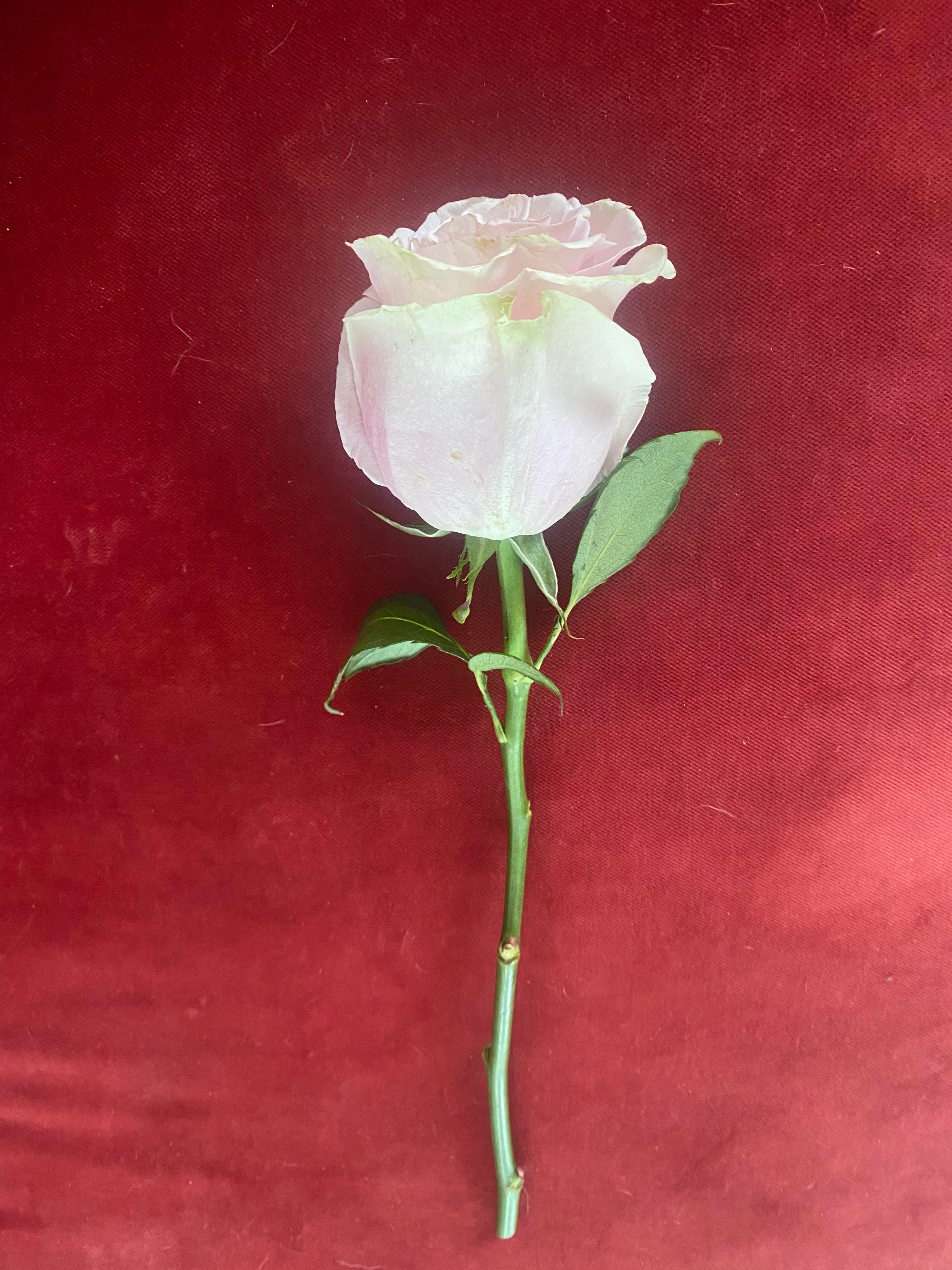 roses aren't tacky, people are The Underworld