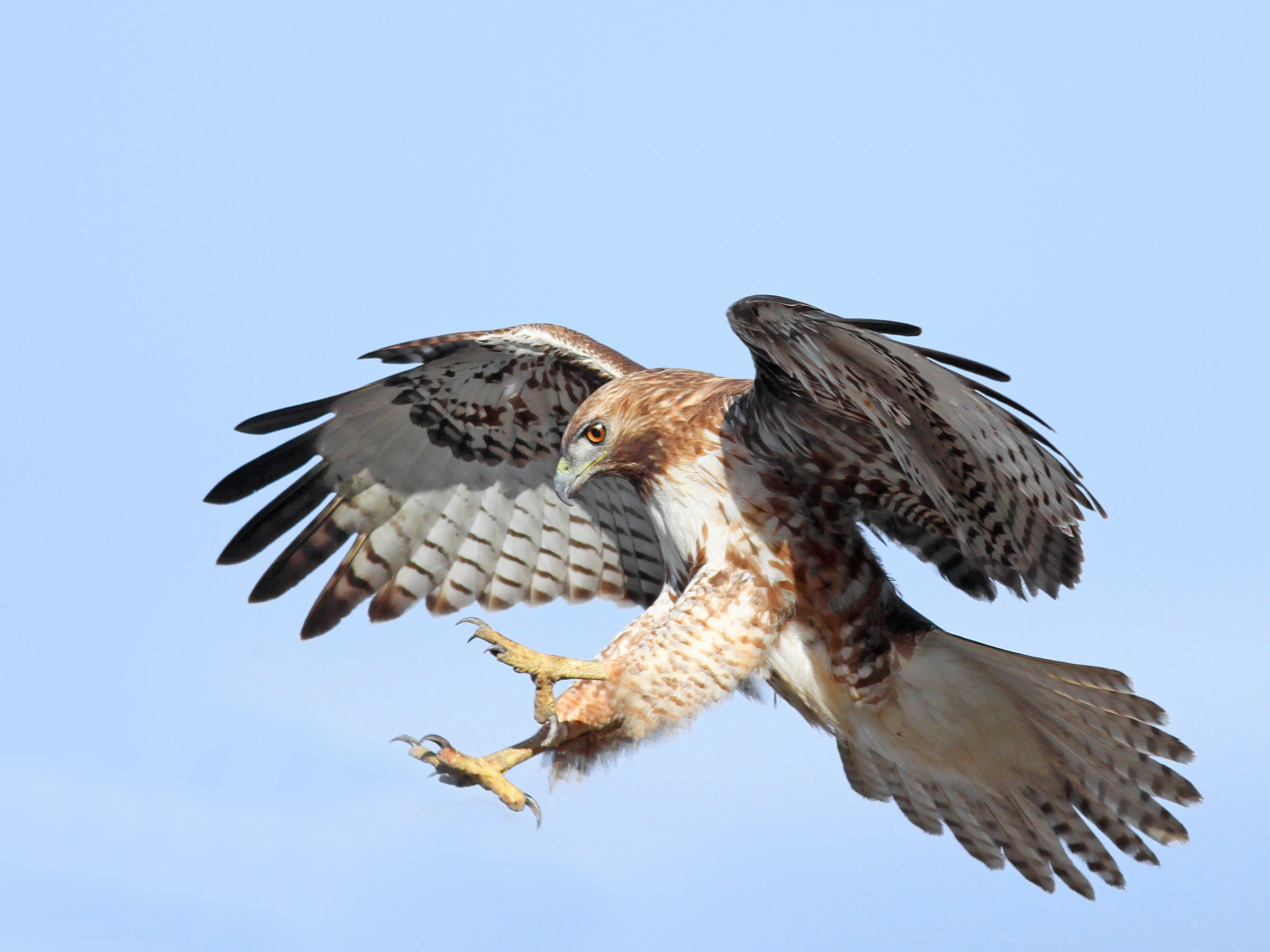 Hawks wandelschoenen sales makro