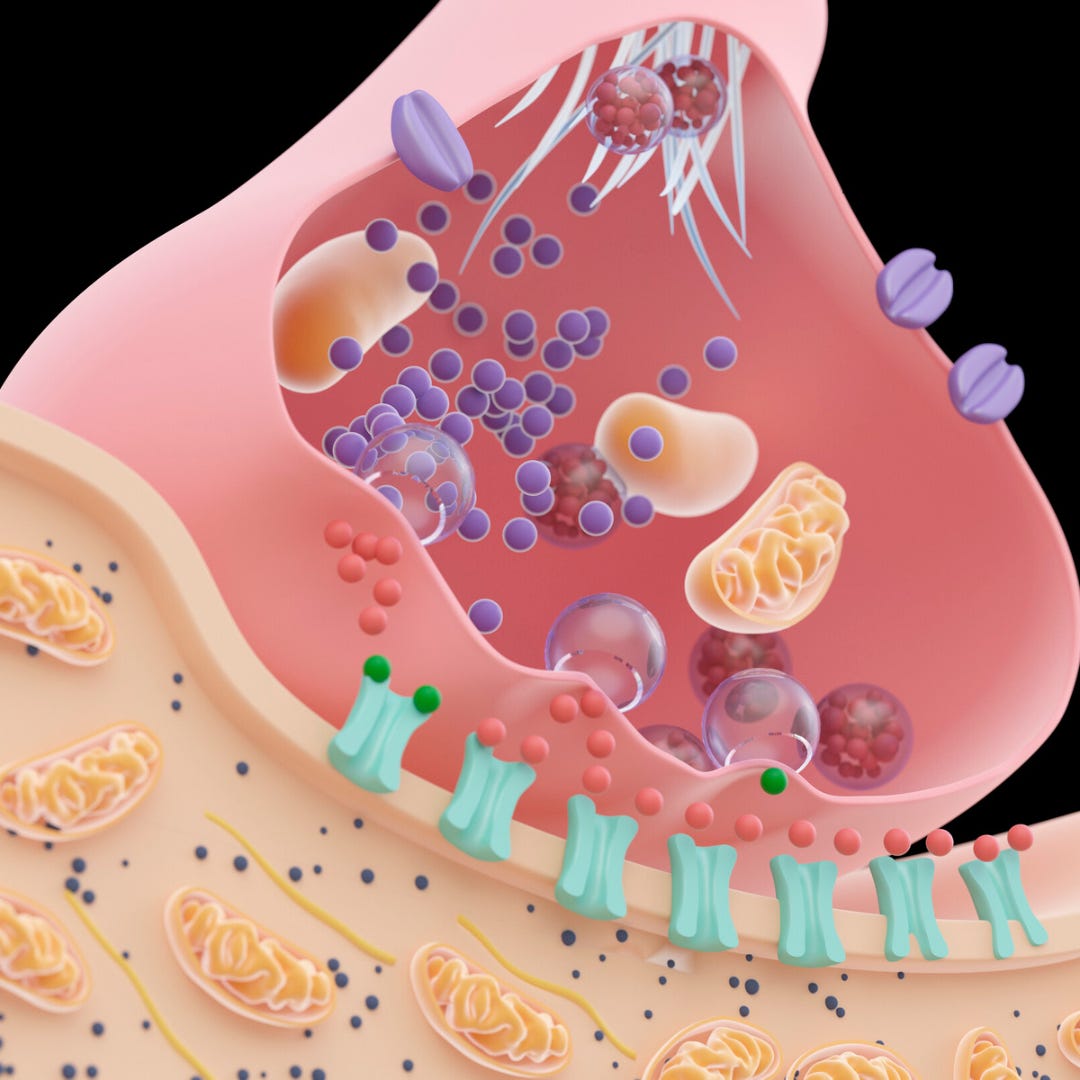 Exploring the Powerhouse Antioxidants PQQ, CoQ10, and Glutathione
