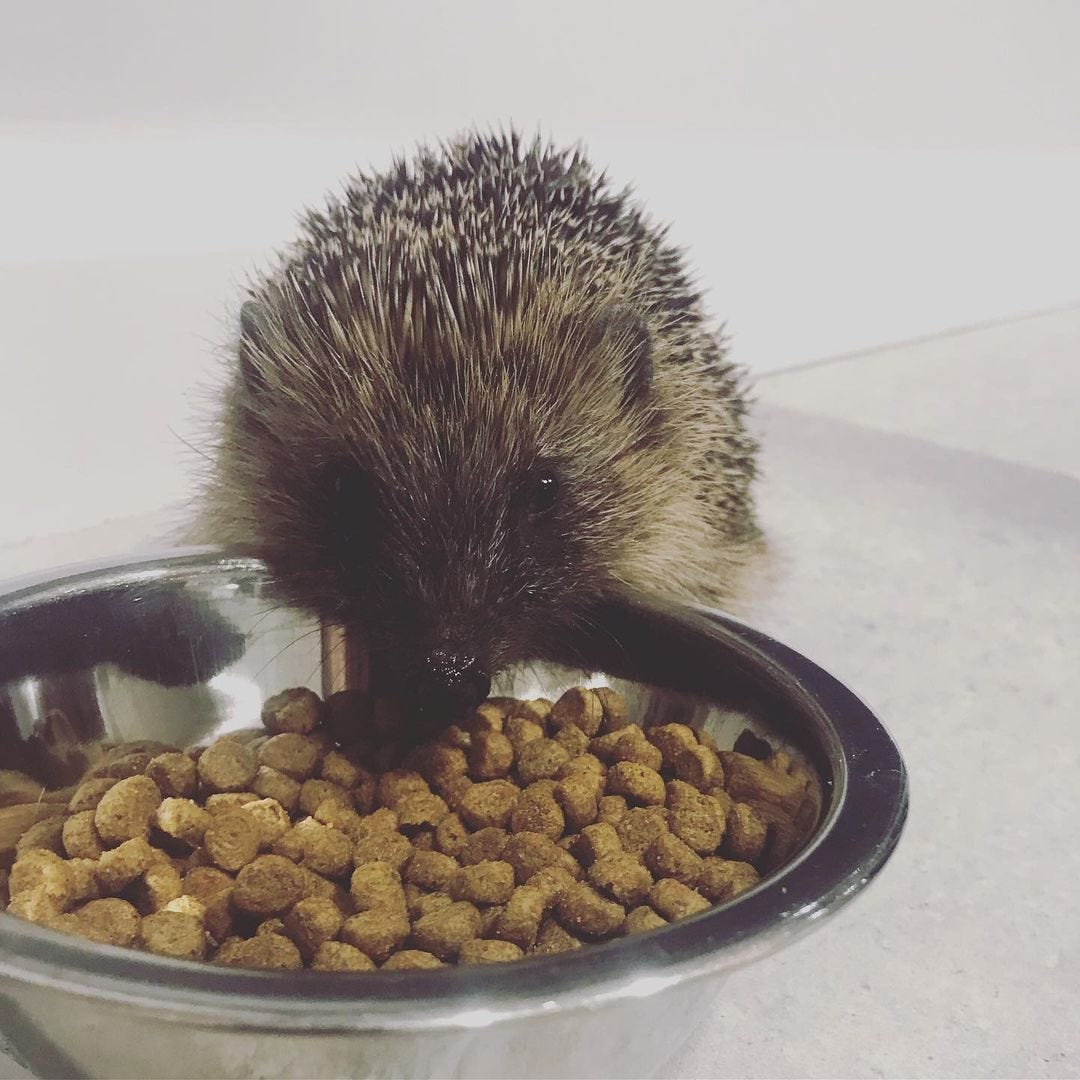 Hedgehog food near me store