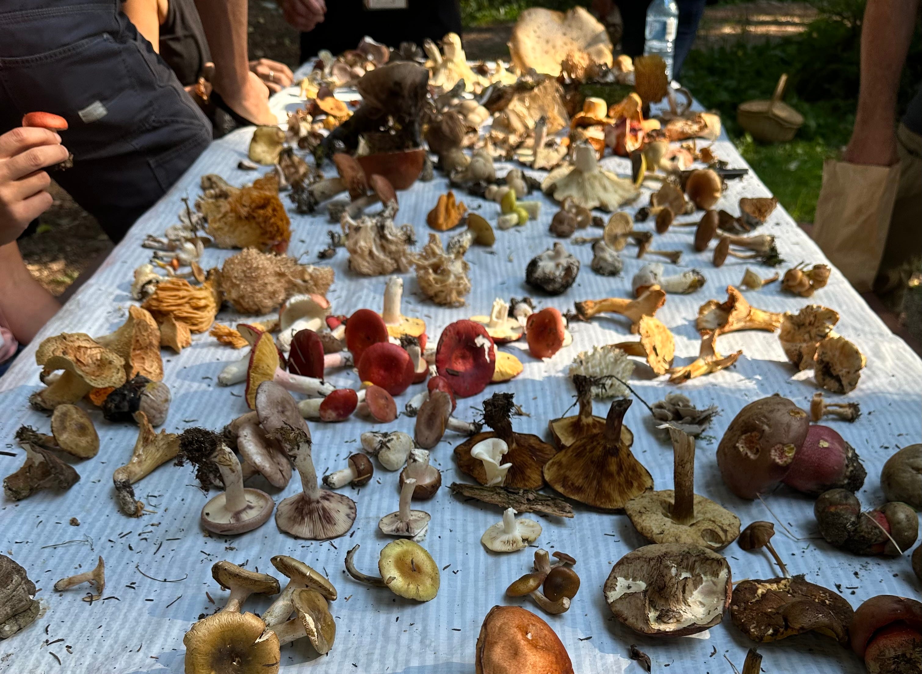 Fall Mushroom Events Mushroom Lovers
