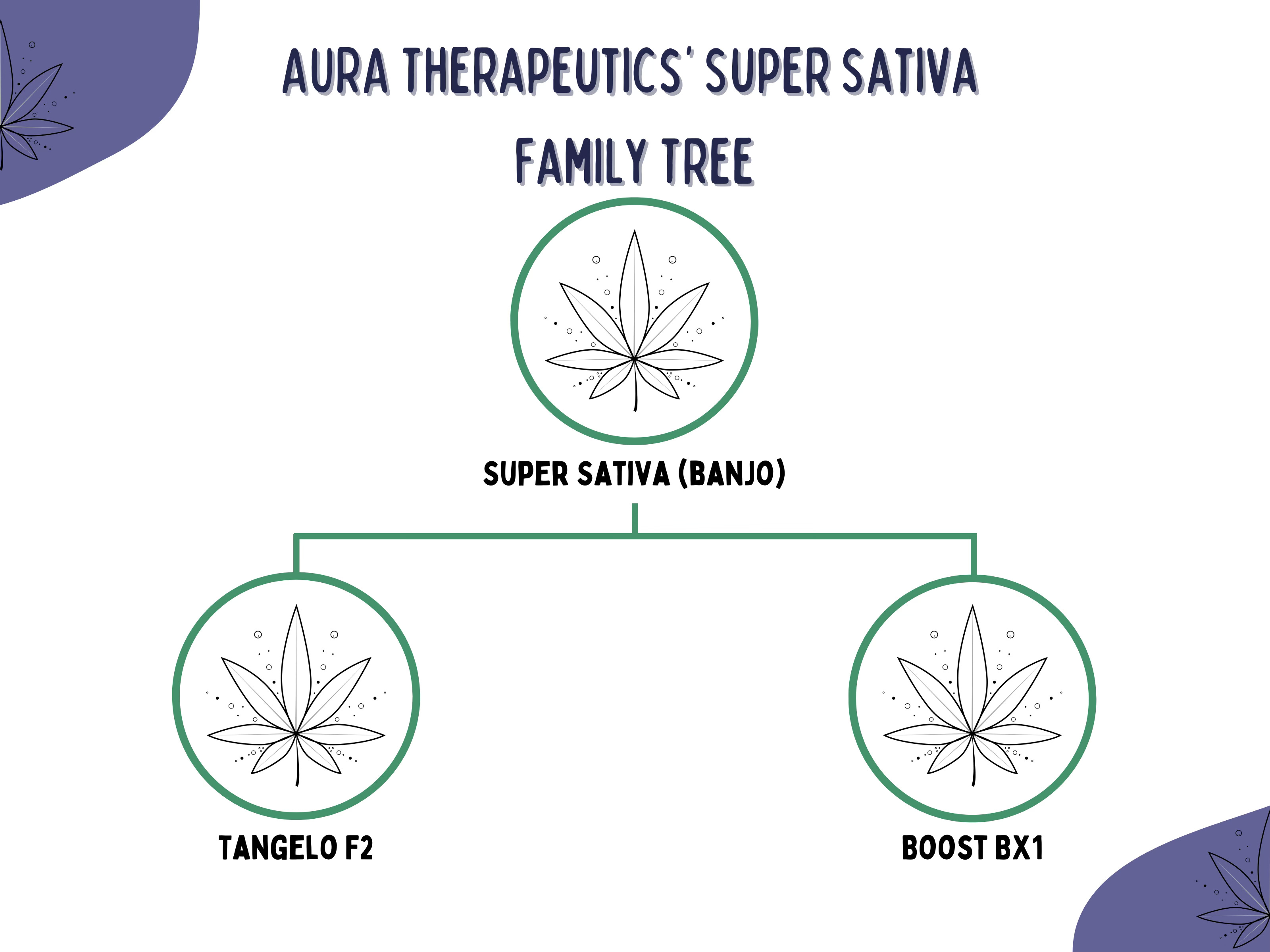 高評価レビュー AURA Therapeutics' Super Sativa Flower Review | AusCannaReviews エッセンス・香料