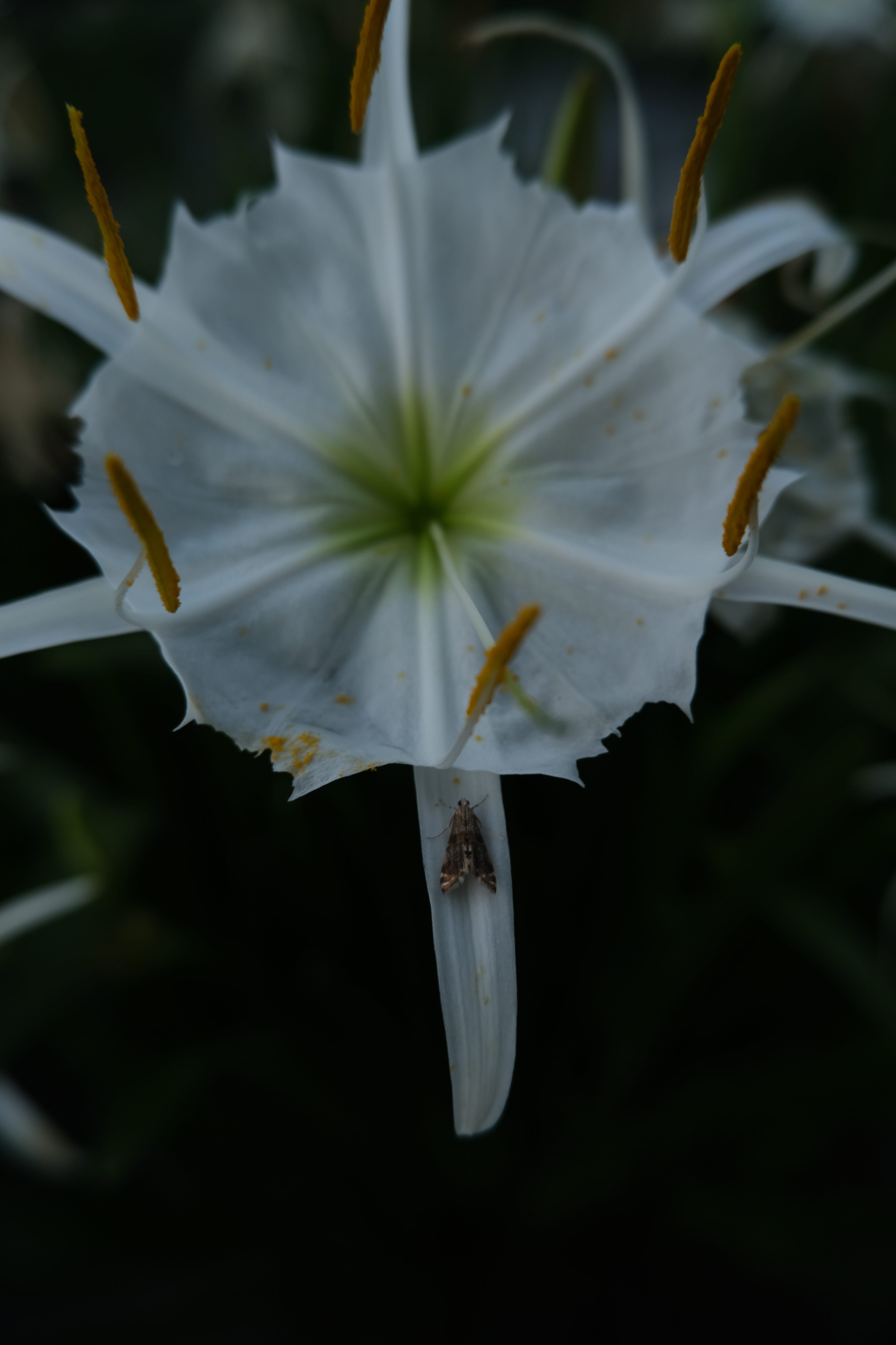 Cahaba lily shop