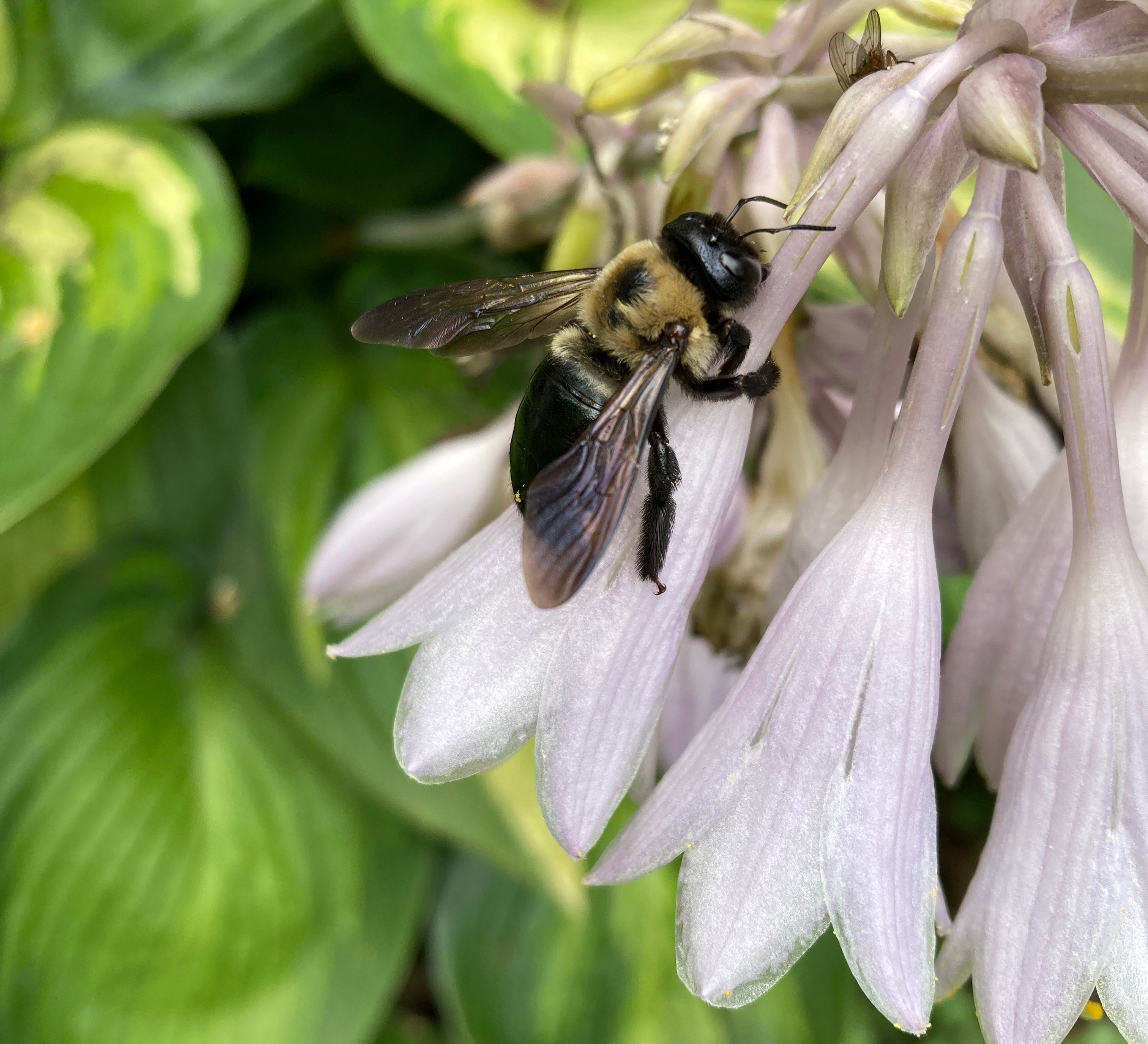 Pollination - by Margaret Tomlinson - The Generous Garden