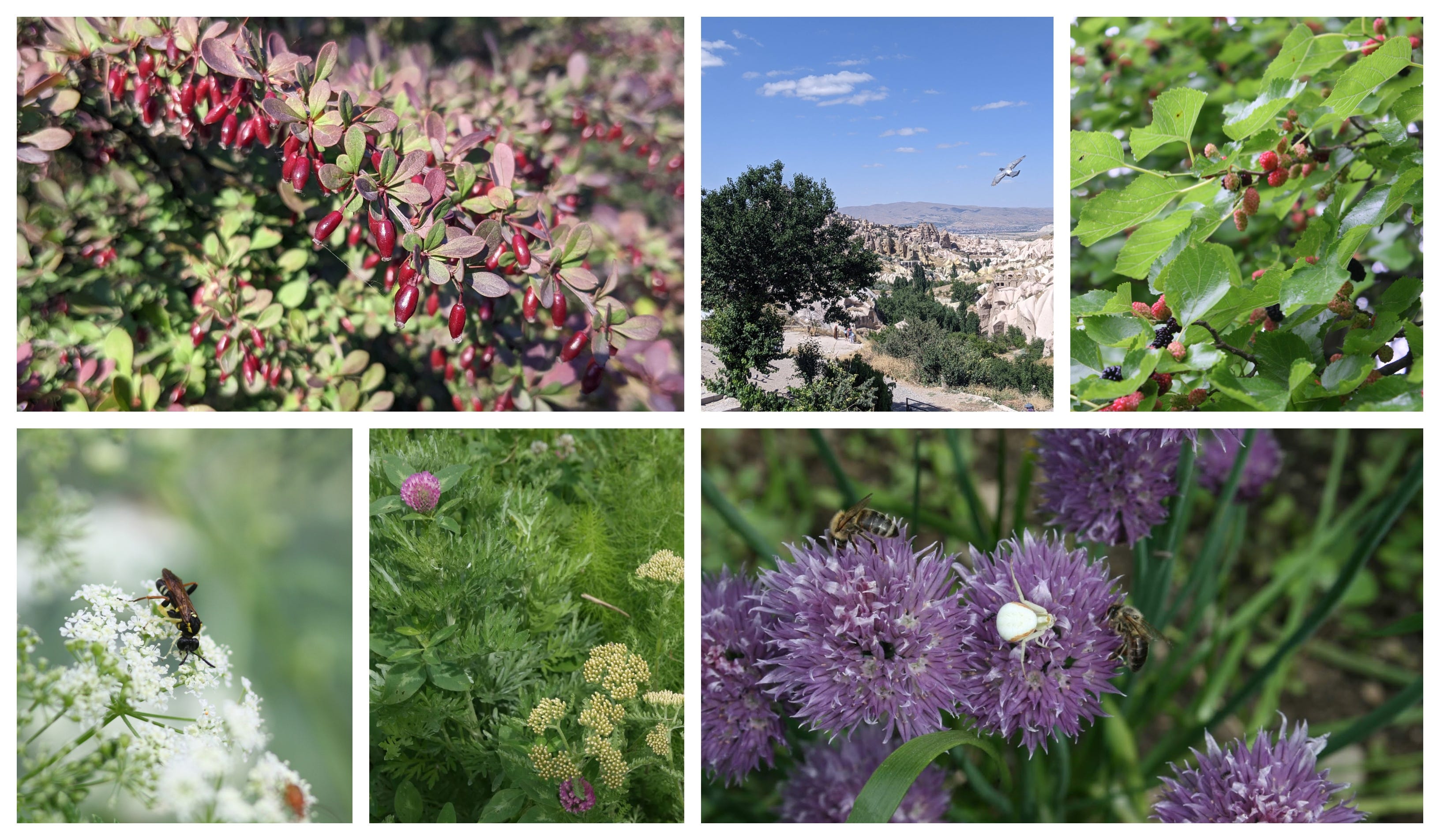 The Most Credible Plant Reference: Balkan Ecology Project Plants Wildlife And Polycultures For Forest