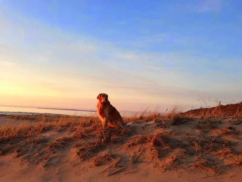 Sunday Soak: Let's Be Like the Dune Grass