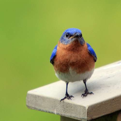 The Spinkles and the Spankles Postcard Inkblot