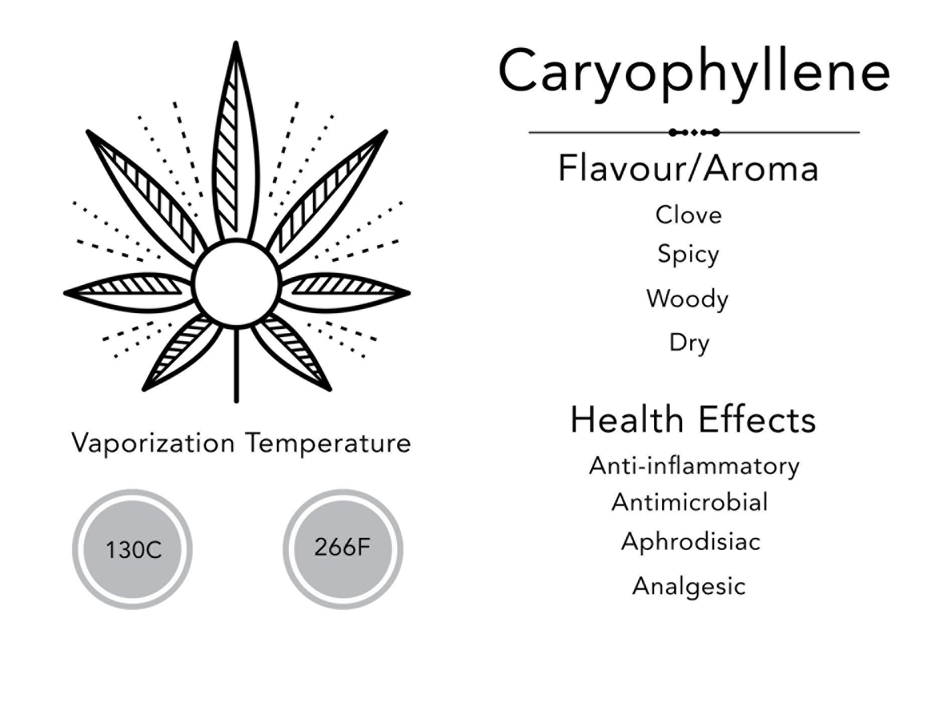 Terpene of the Month Caryophyllene AusCannaReviews