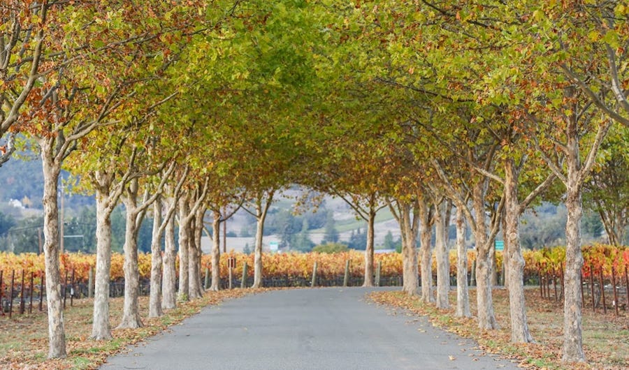 san-francisco-bay-area-events-this-week-october-21-2024