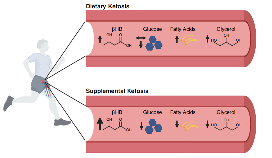 Disentangling the Metabolic Effects of the Ketogenic Diet and Ketone ...