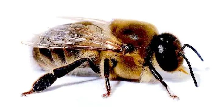 Picture of shop drone bee