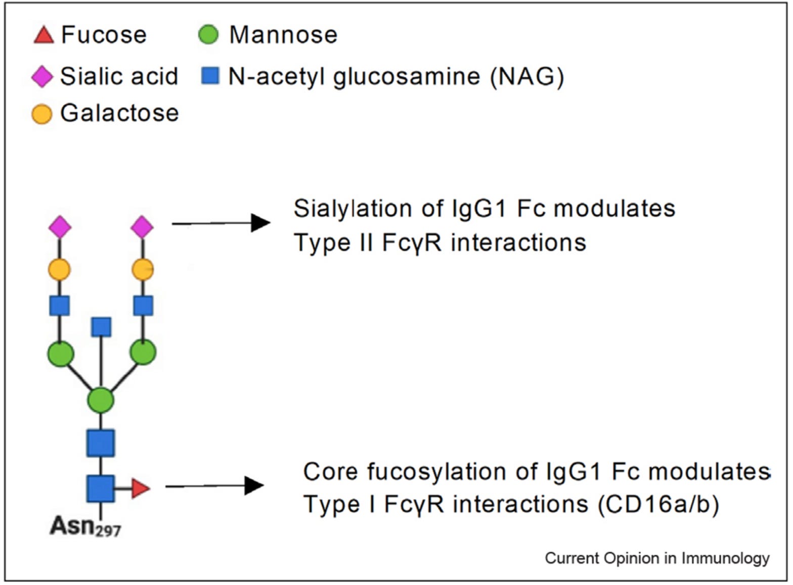 A Primer on Antibodies - by Edward Nirenberg