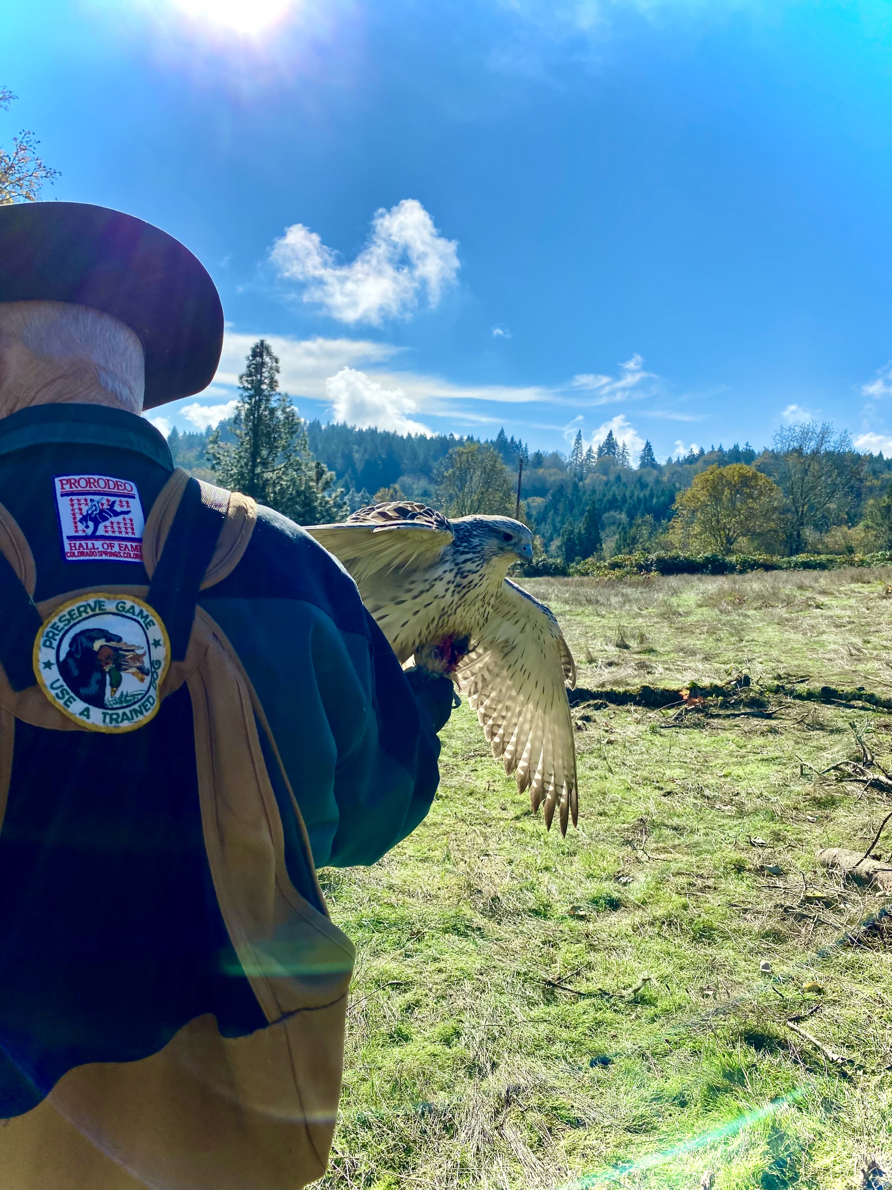 Falconry and Raptor Conservation by Jay Card