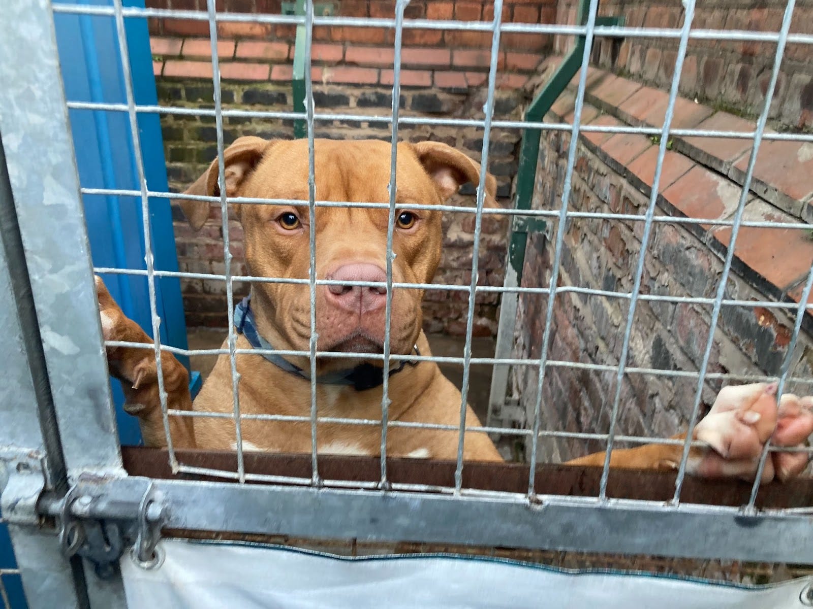 On the front line of Merseyside s dog attack crisis