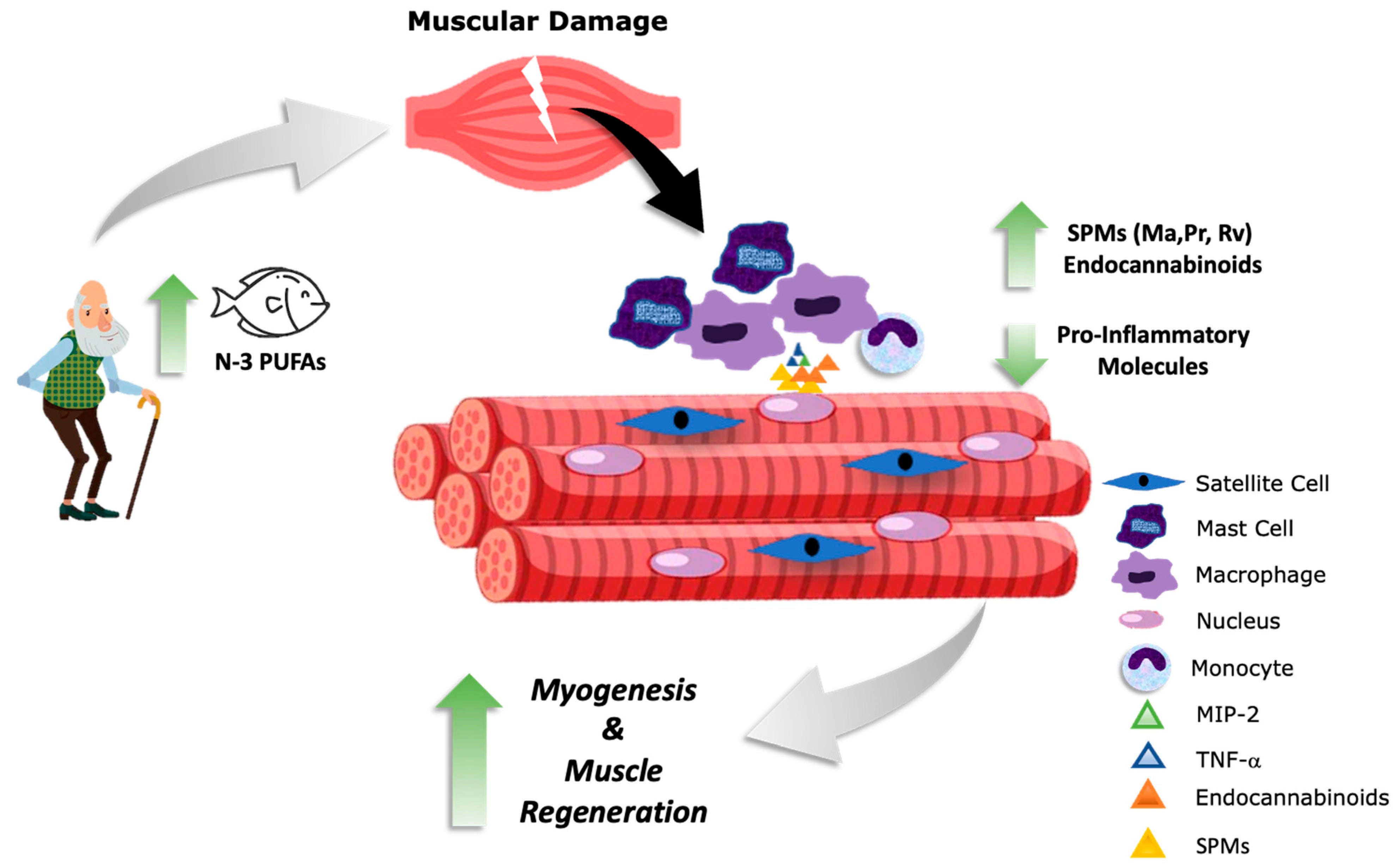 The Straightforward Path to Powerful Muscles