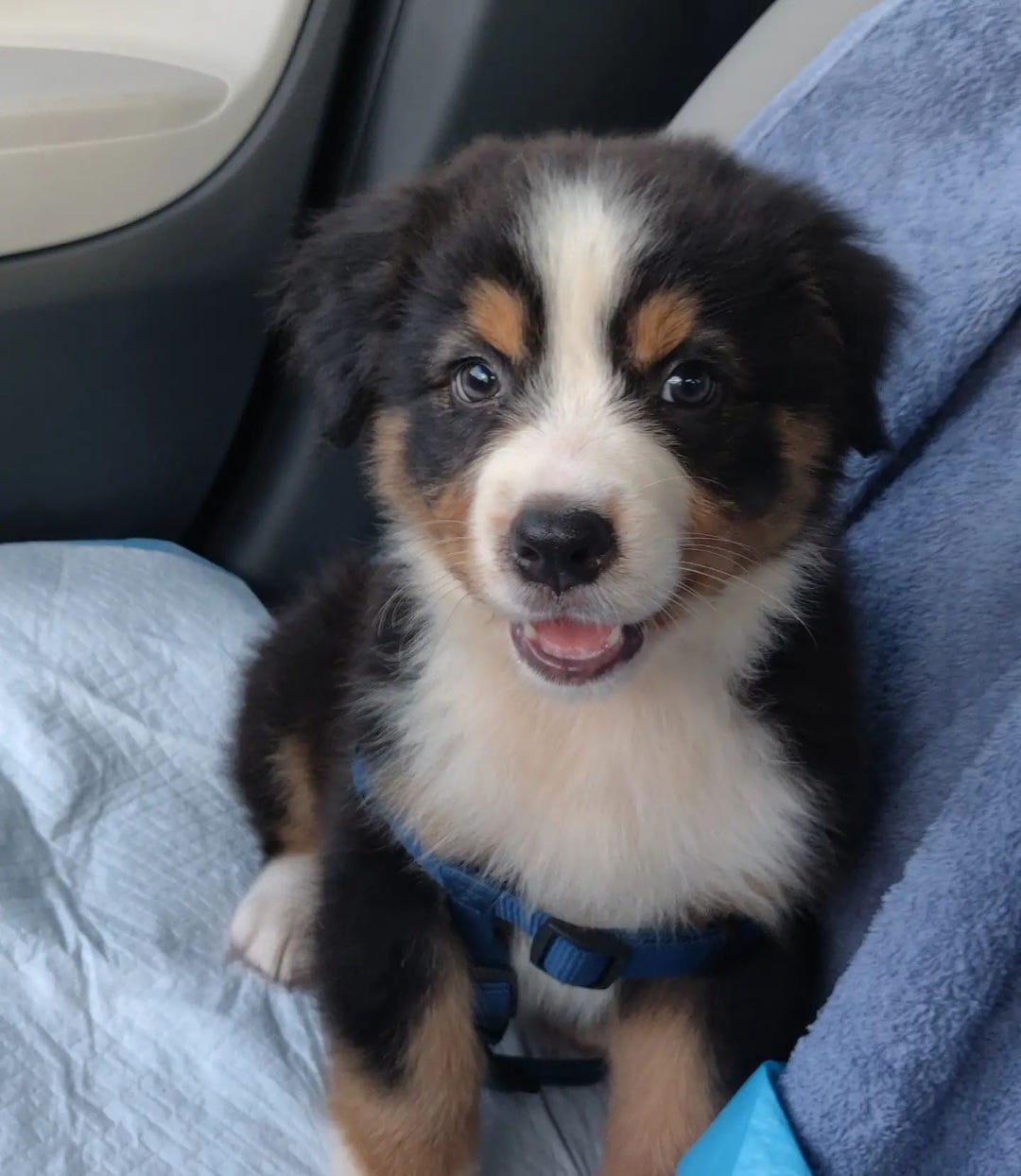 Bringing Home A Puppy? What To Expect When Expecting