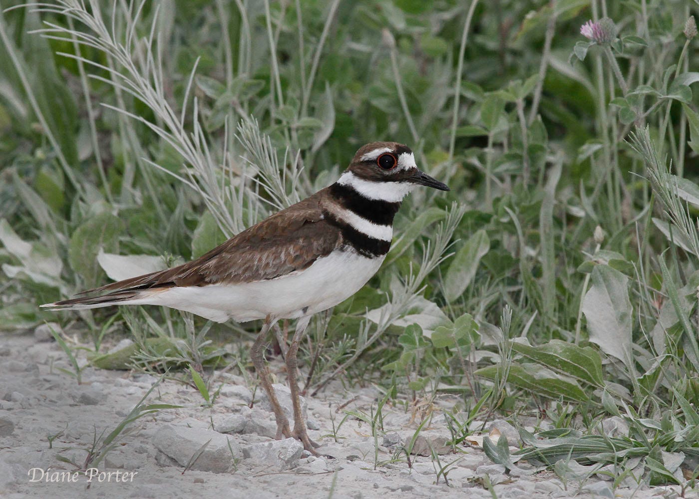 Killdeer Road by Diane Porter My Gaia