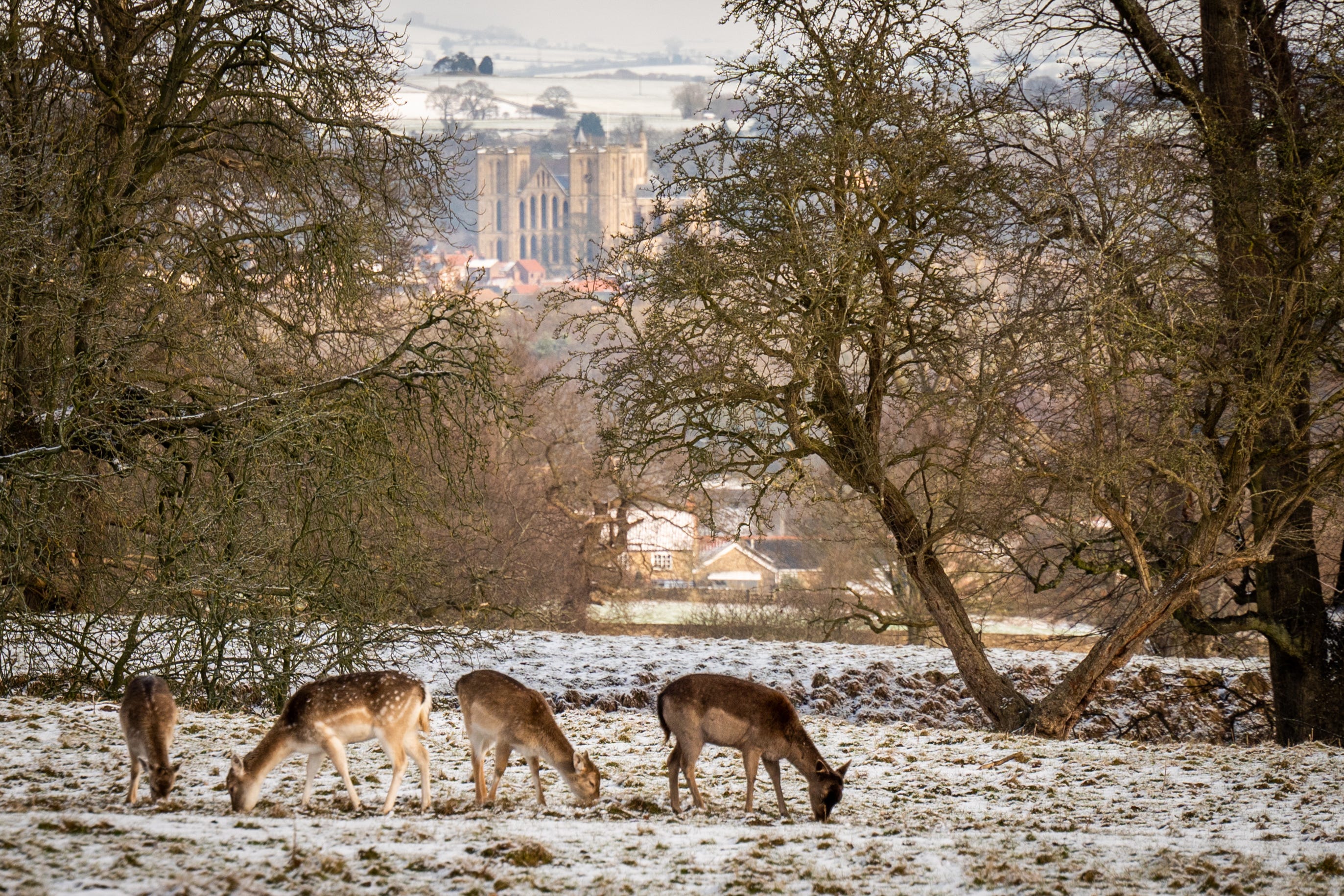 Ripon in red, Fountains Abbey in white, some good news & seasonal events