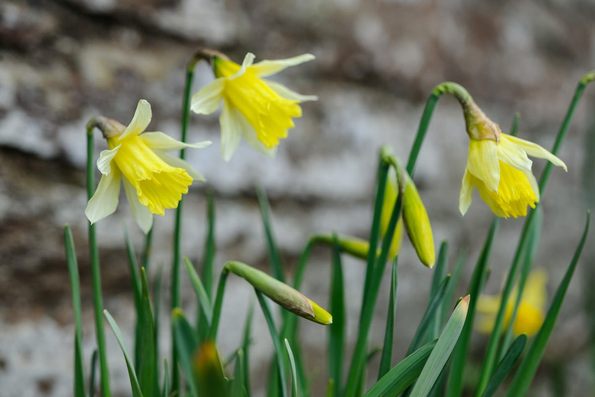8 favourite plants for April by Lucy Bellamy