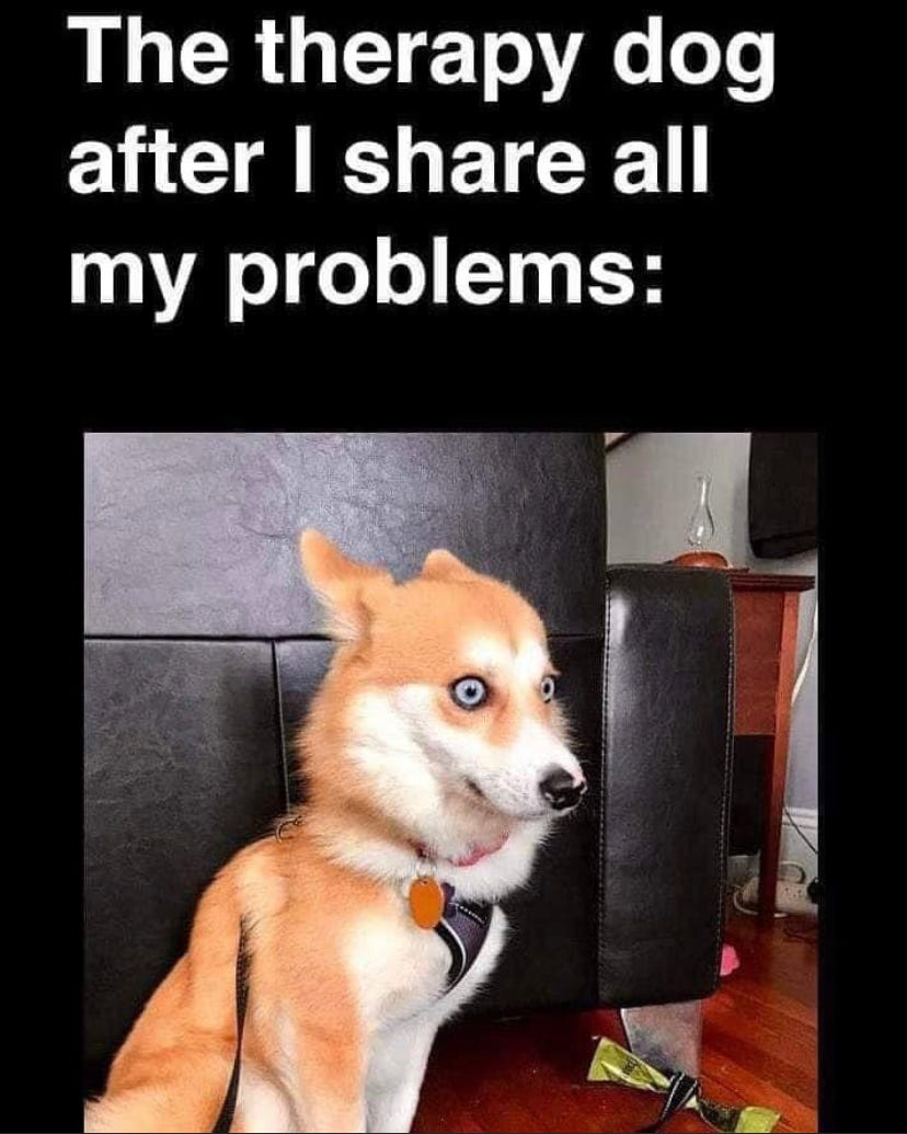 I want my dog to be a therapy dog hotsell