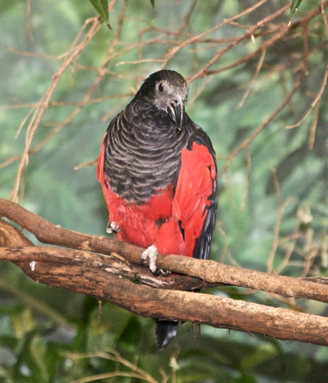 Bird of the Week Dracula Parrot by Rafi Schwartz