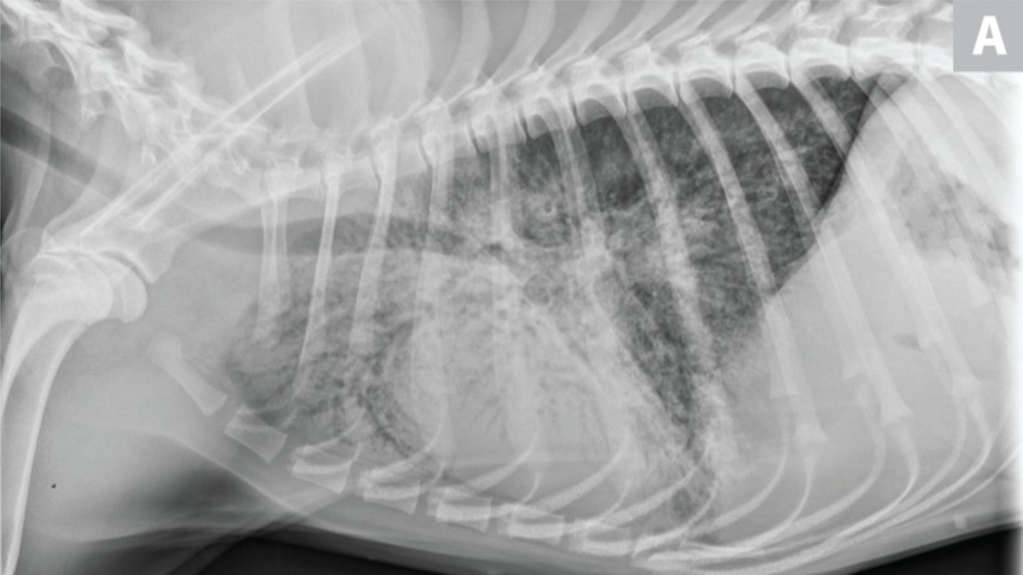 Developing Story A "Mystery" Respiratory Illness in Dogs