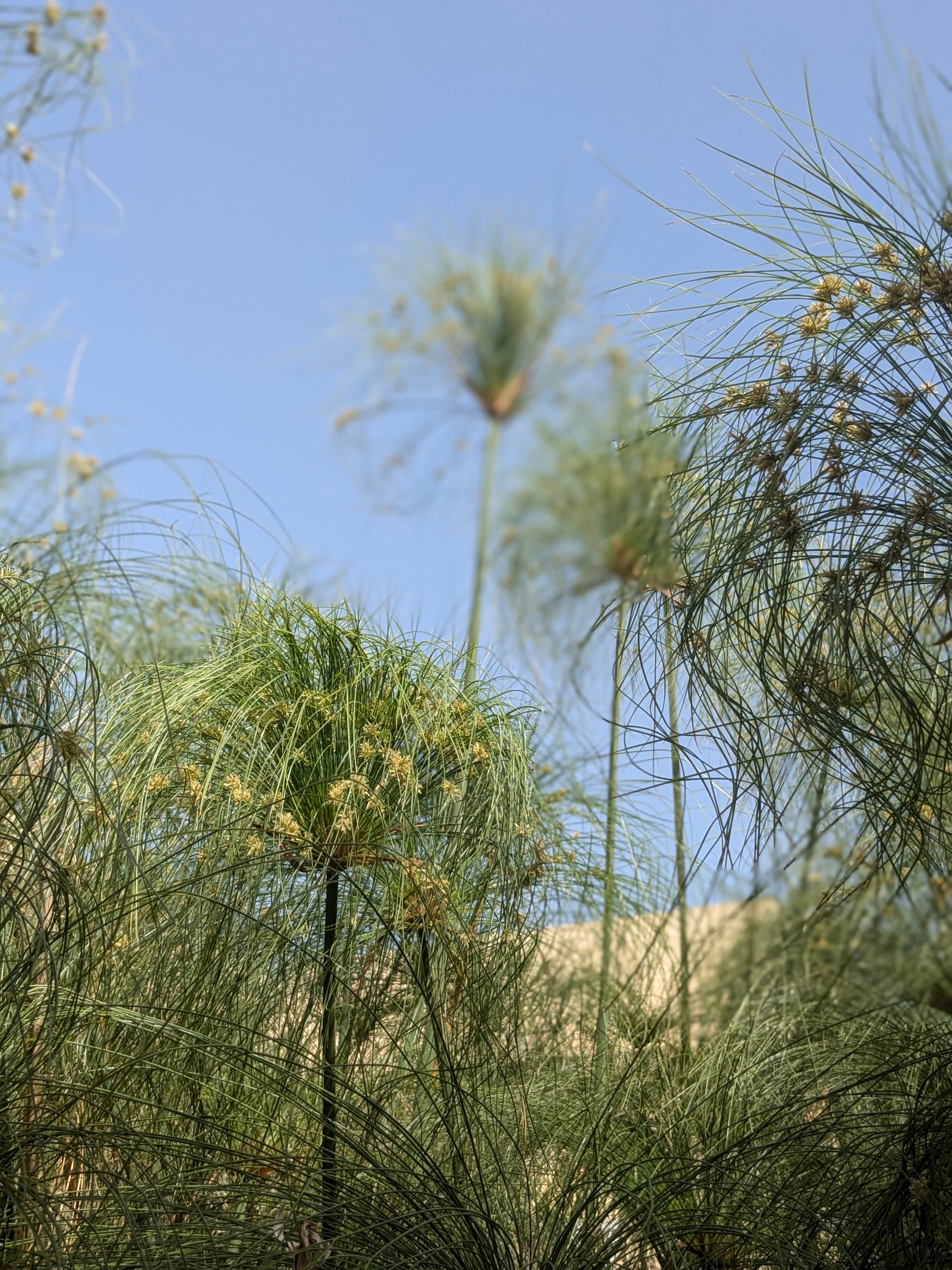 Balkan Ecology Project : Street Trees and Wild Plants of Valletta ...