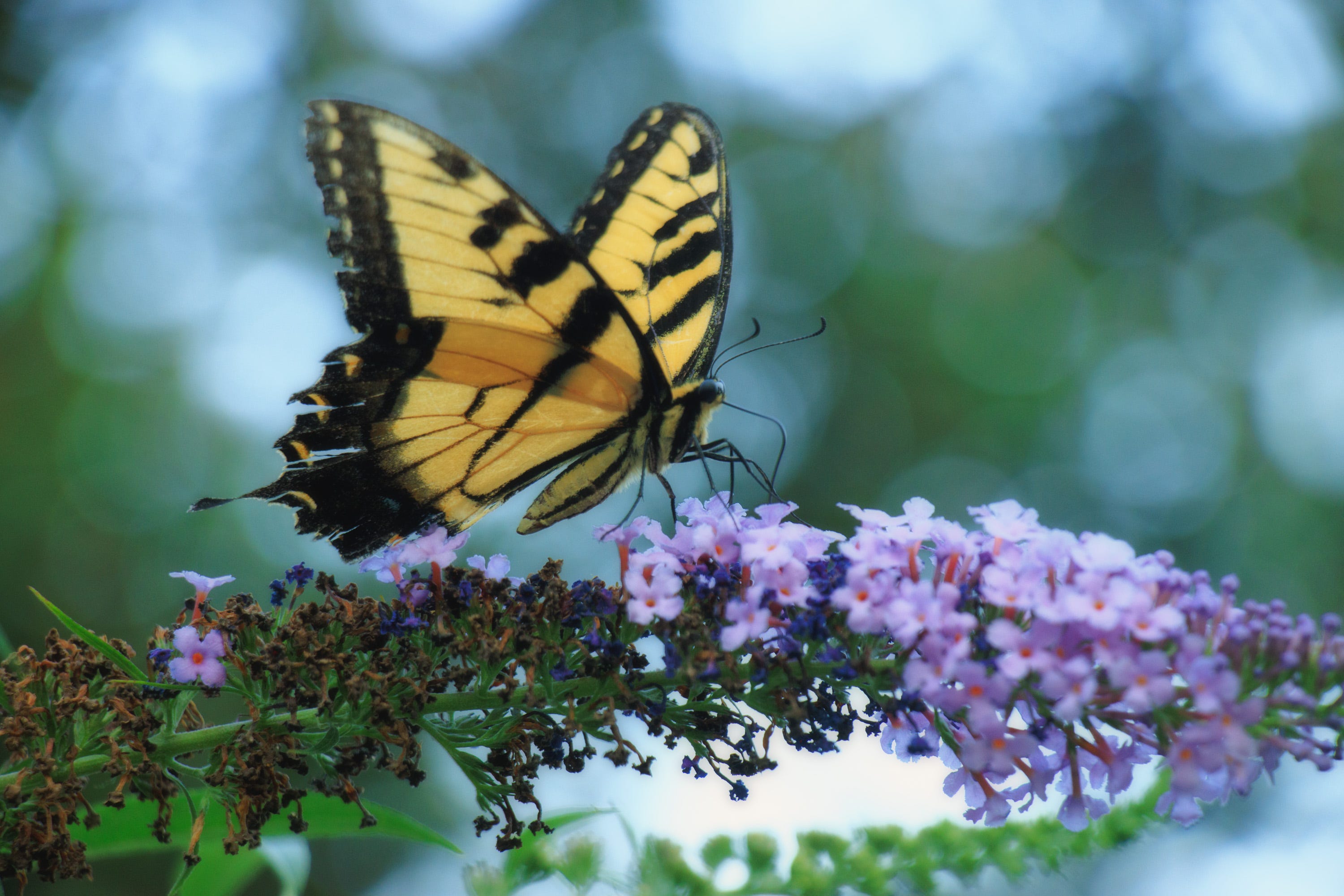 The Fetching Butterflies Leak: Lessons Learned