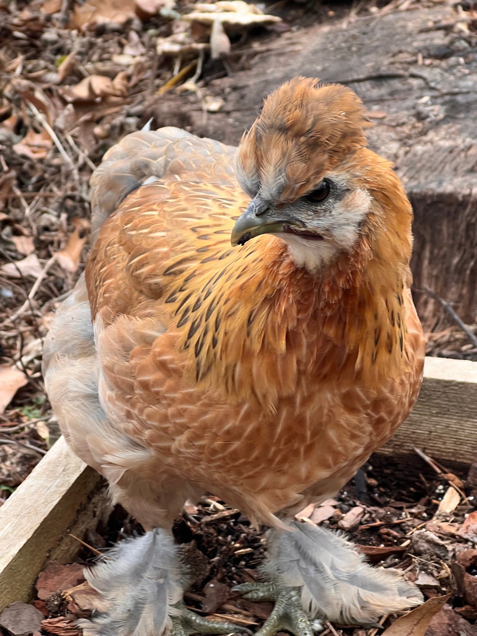 The Unexpected Craving: Do Chickens Really Eat Peanut Shells? - 2bjnz2r