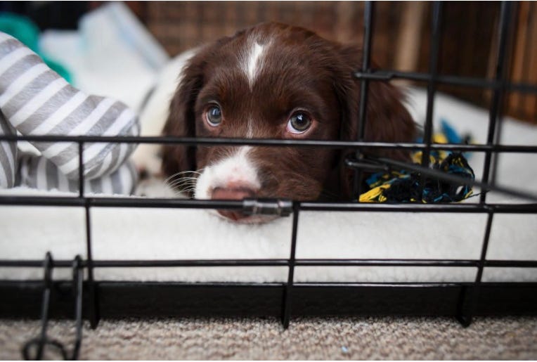 Professional discount crate training