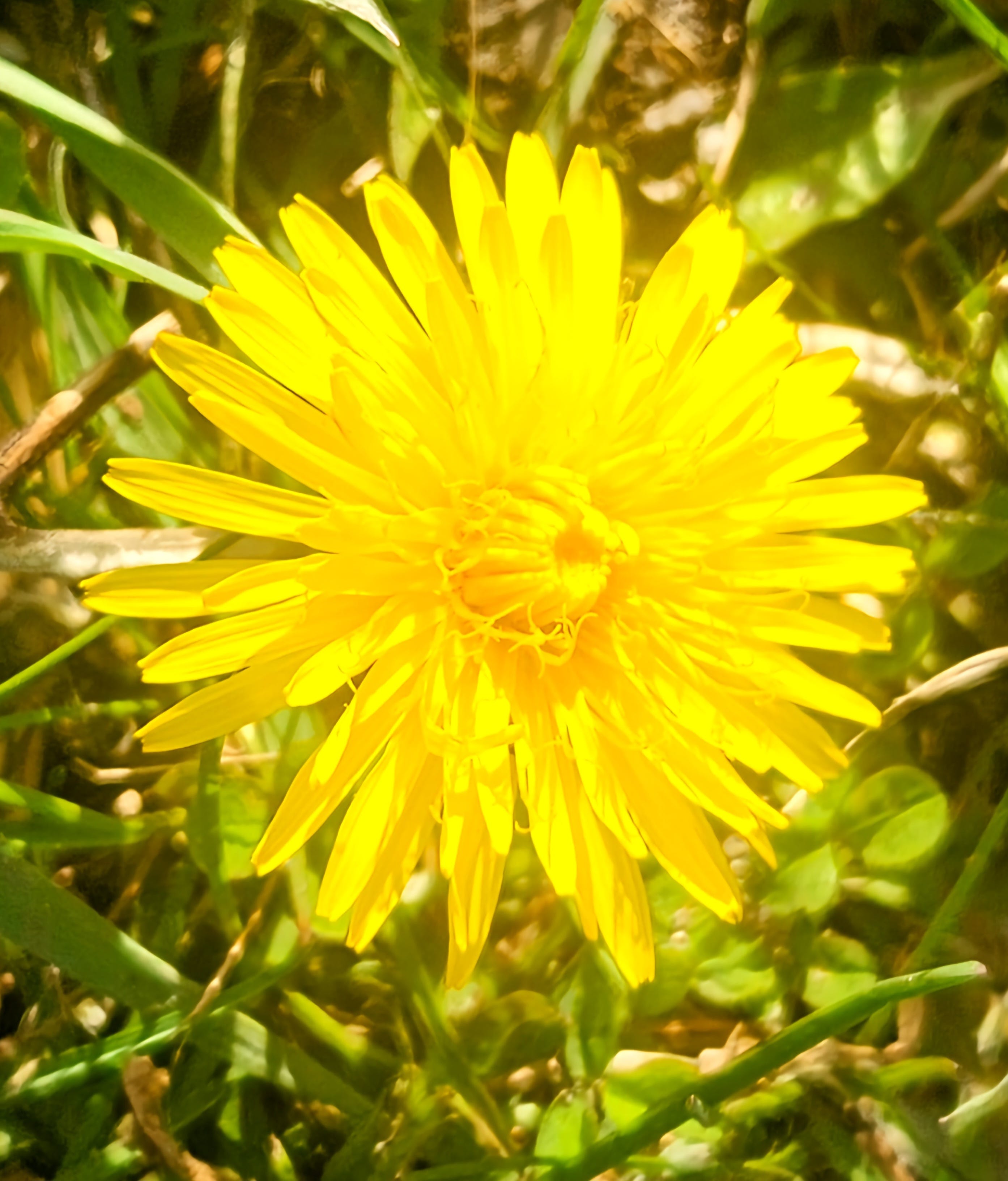 The lovely flowers embarrass me. They make me regret I am not a bee...