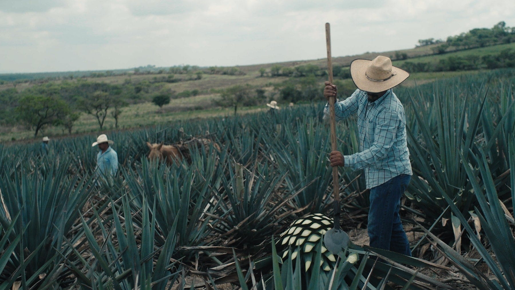 Zarza Tequila by Joshua E. London Exploring Kosher Wine