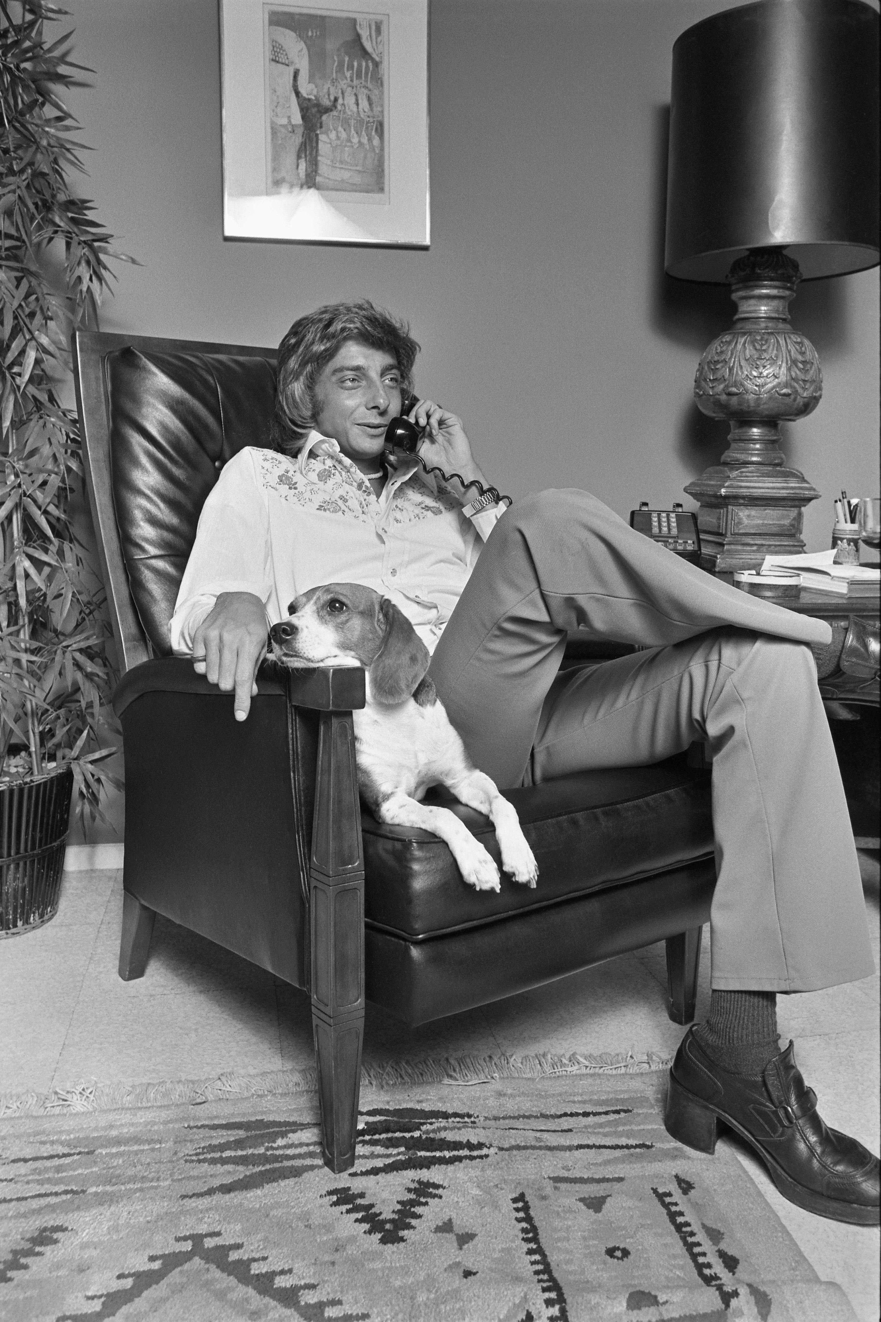 Barry manilow beagle new arrivals