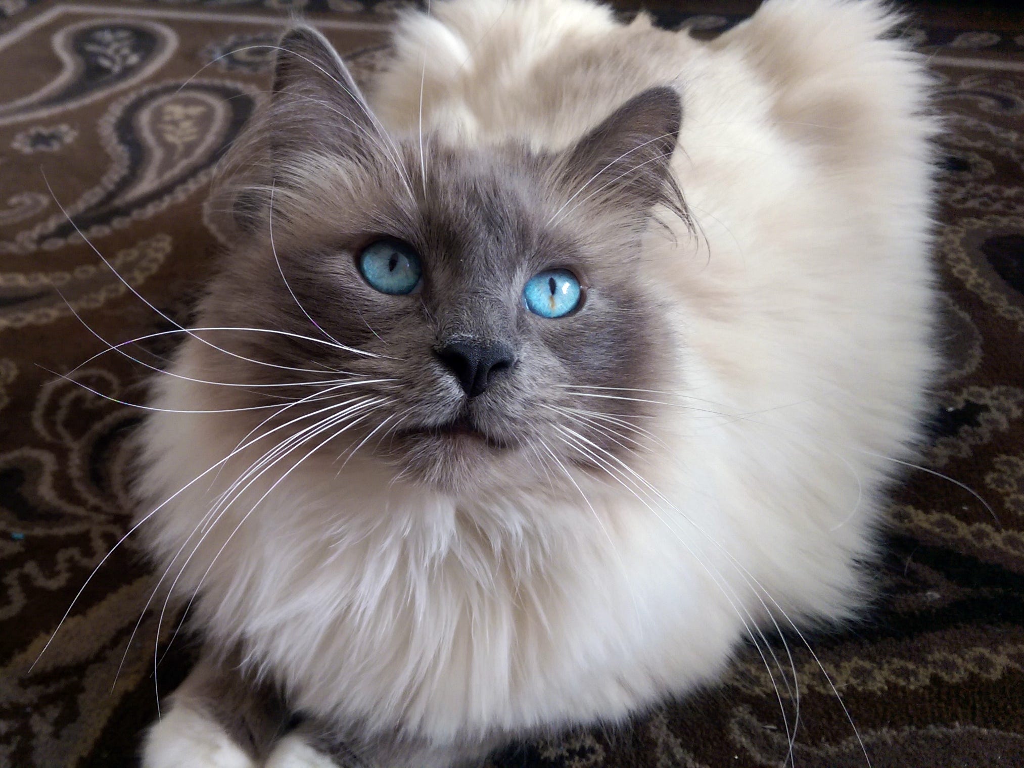 Indoor outdoor cat missing clearance