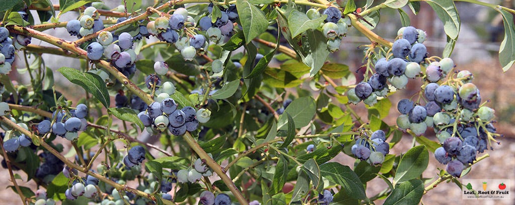 How to Grow Blueberries (Vaccinium spp.)