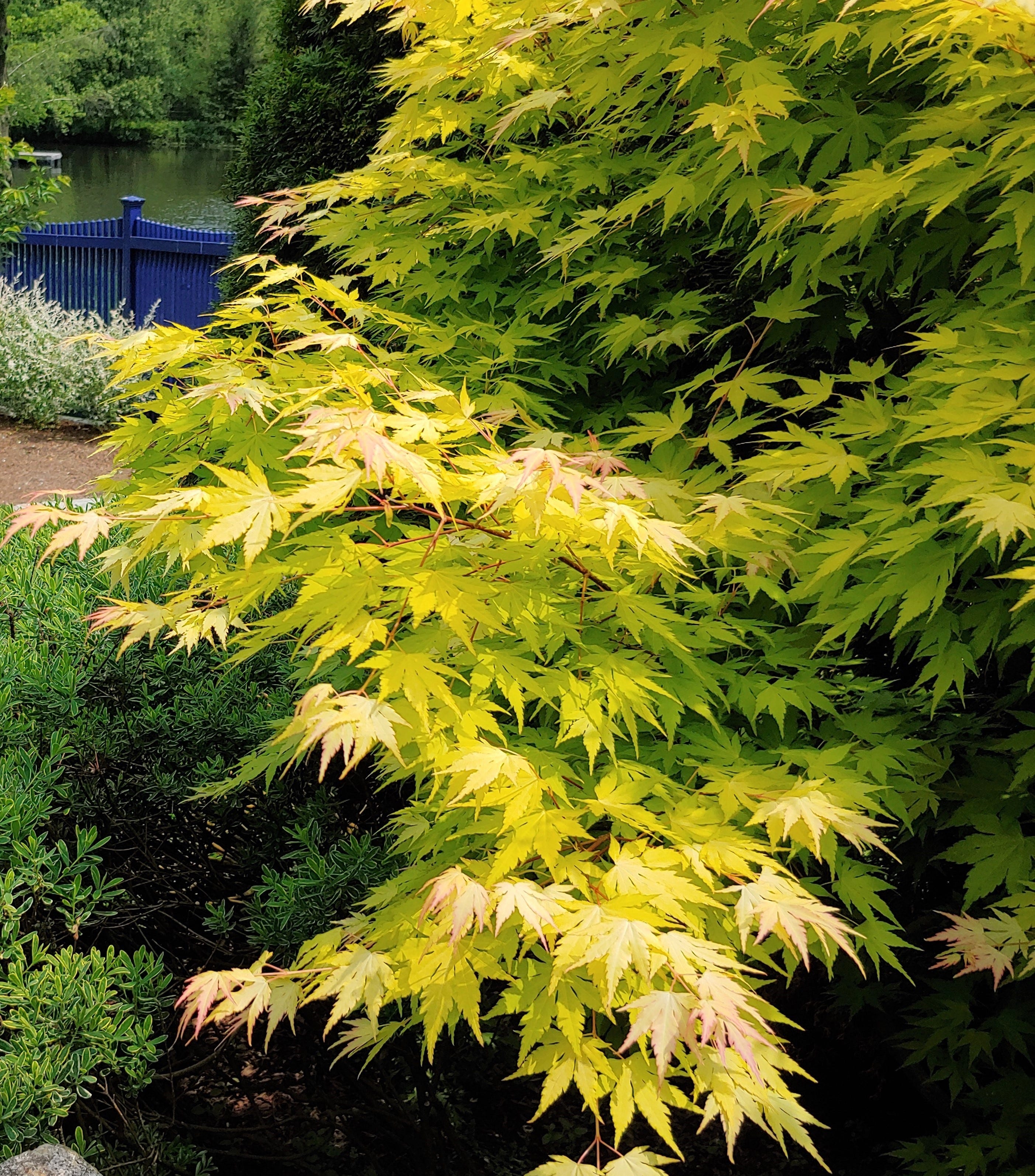 Orange Dream' Japanese maple + 'Autumn Jazz' viburnum