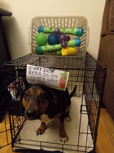 Dog tears up sales bed in crate